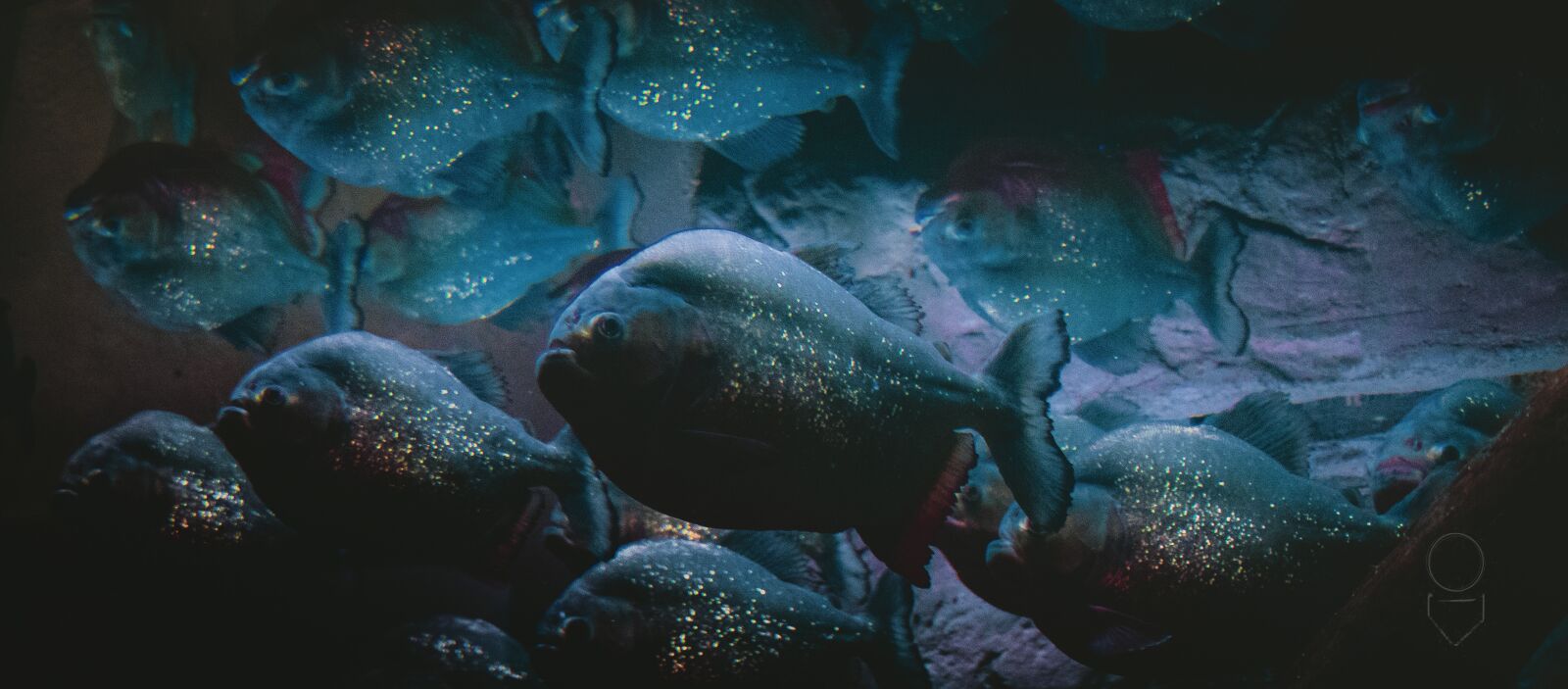 Canon EOS 77D (EOS 9000D / EOS 770D) sample photo. Piranas, fish, piranha photography