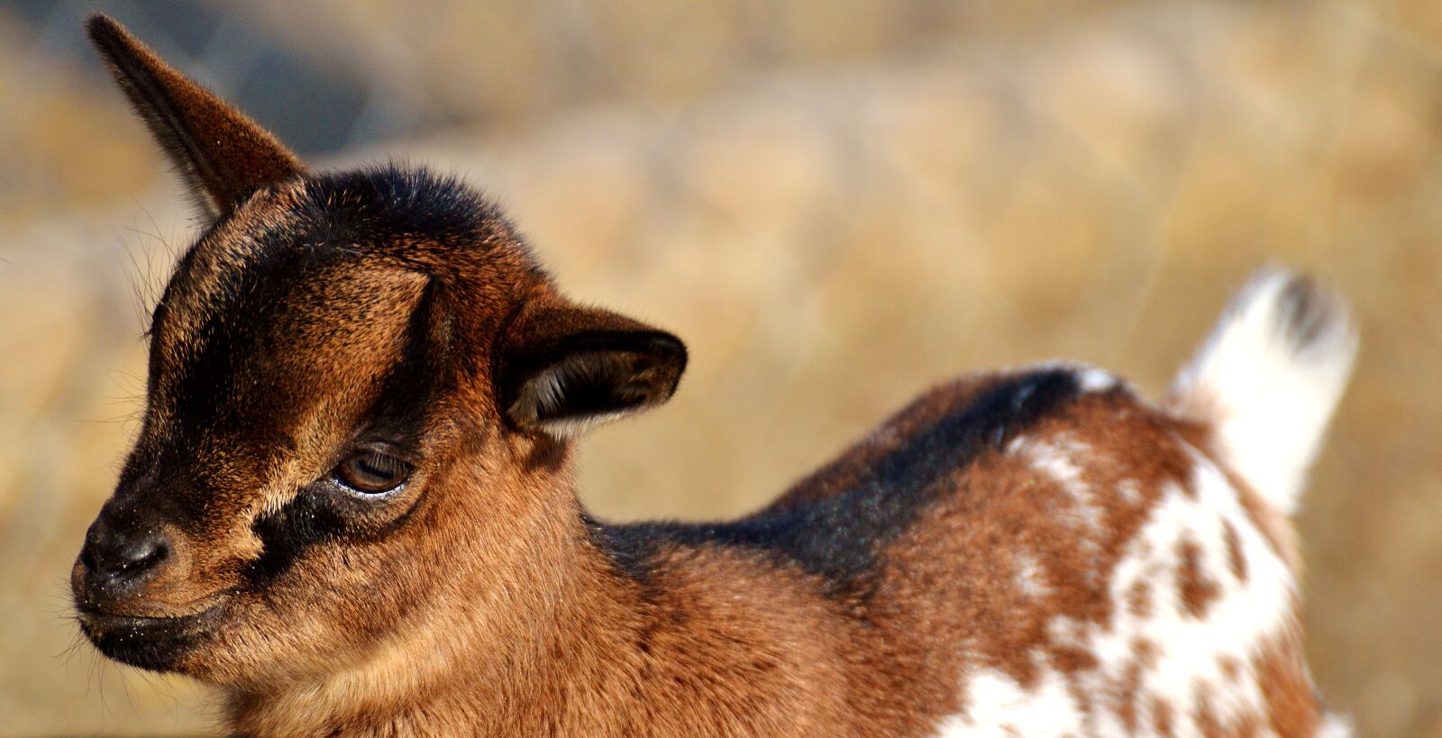 Nikon D3200 sample photo. Goat, wildpark poing, young photography
