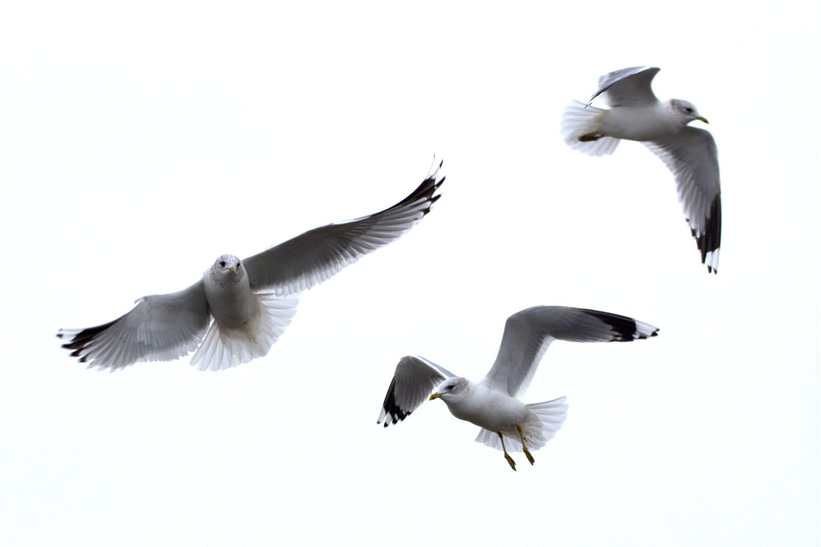 Nikon D5200 sample photo. Herring gull, seagull, larus photography