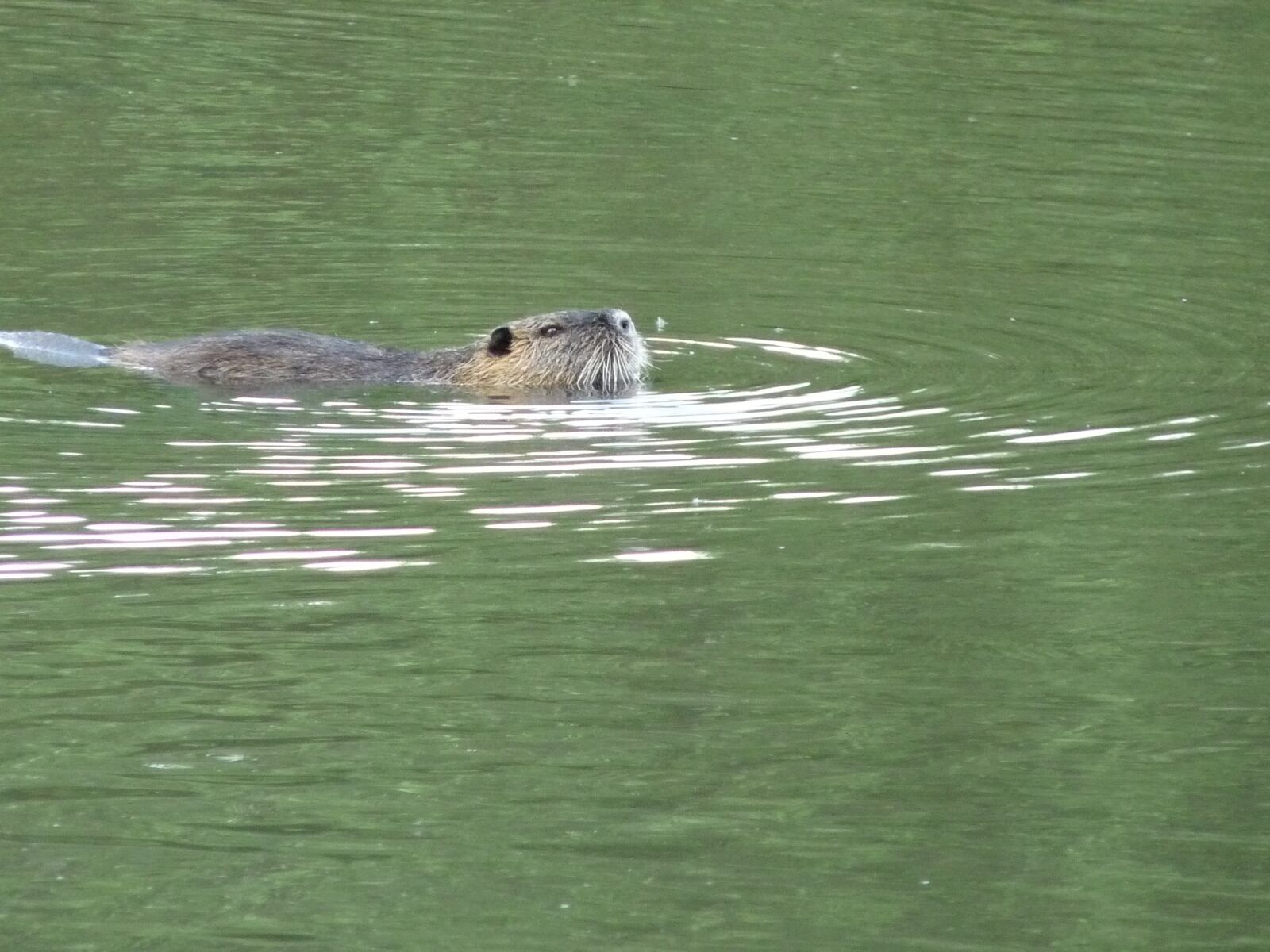 Panasonic Lumix DMC-FZ28 sample photo. Nutria, lake, nature photography