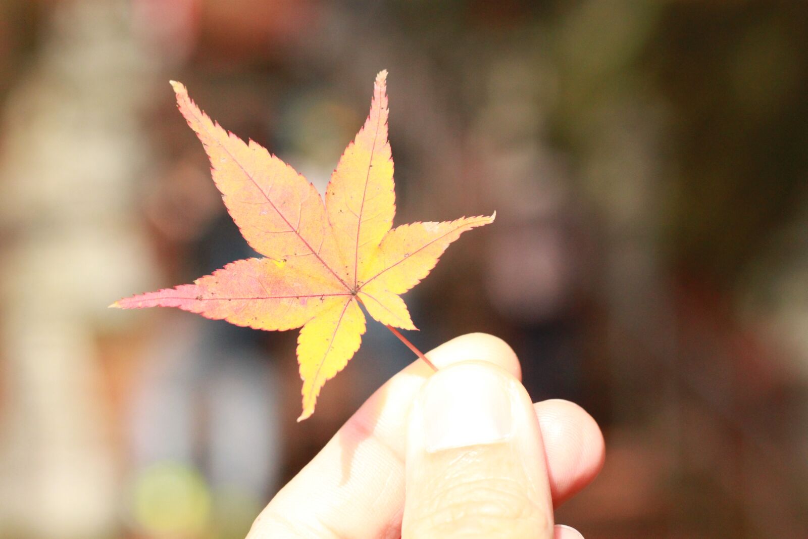 Canon EOS 500D (EOS Rebel T1i / EOS Kiss X3) sample photo. Autumn leaves, red leaf photography