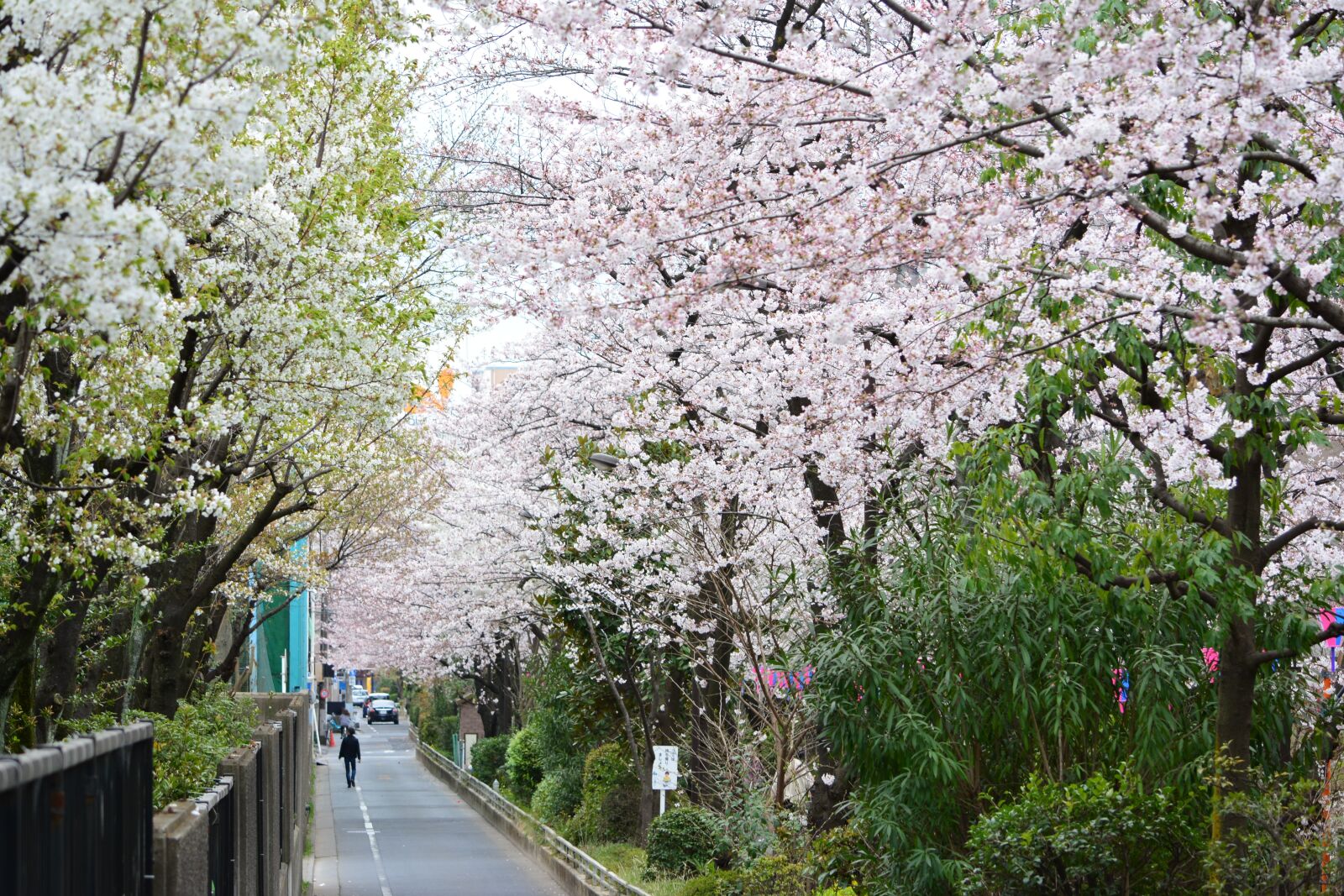 Nikon D5200 sample photo. Japan, cherry blossom, full photography