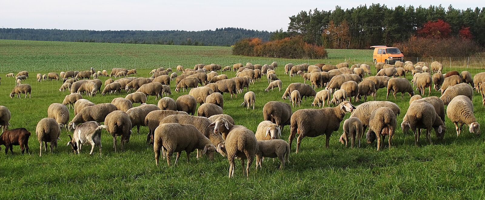 Canon PowerShot G12 sample photo. Sheep, flock, pfrech photography