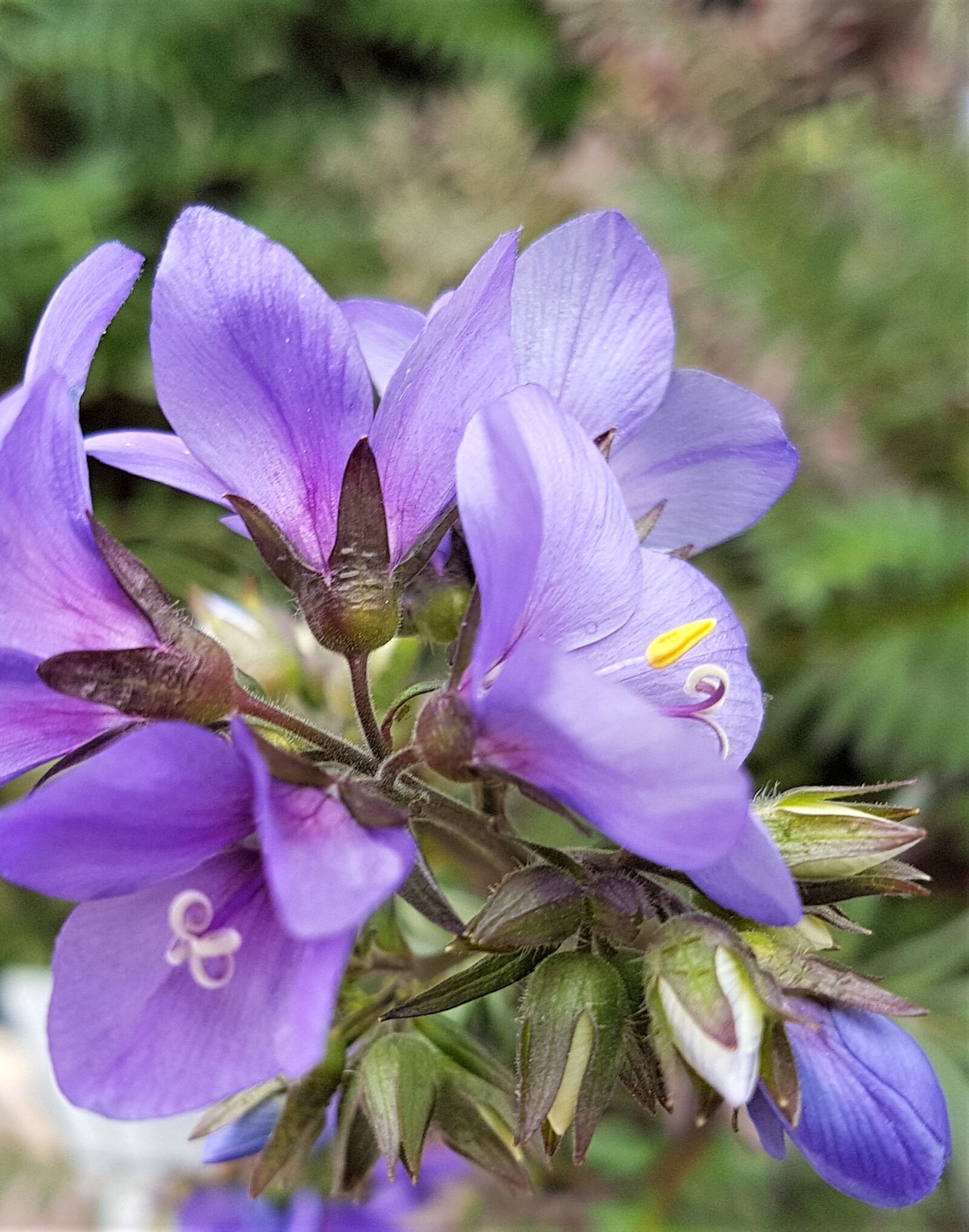 Samsung Galaxy S7 Edge sample photo. Nature, flower, flora photography