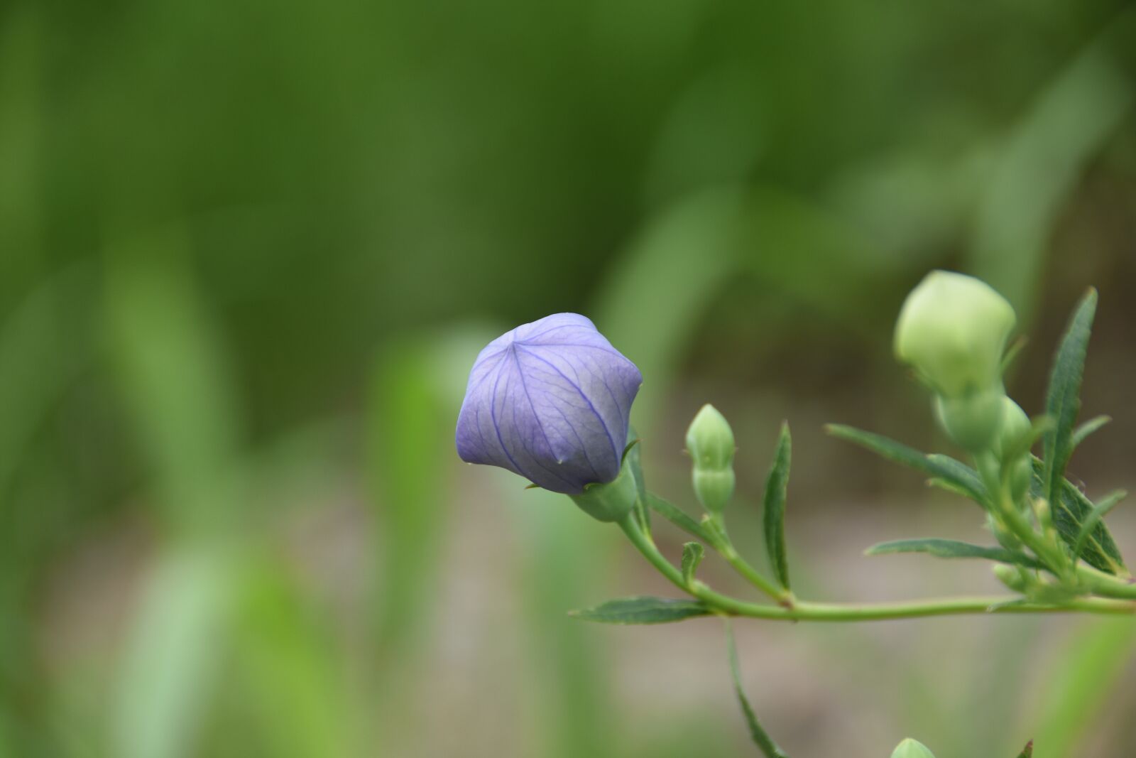 Nikon D7200 sample photo. Plants, flowers, nature photography