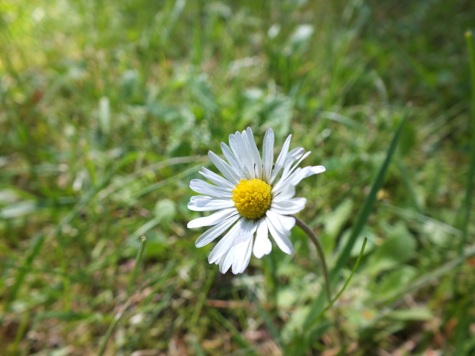 Fujifilm FinePix HS30EXR sample photo. Daisy, flower, nature photography