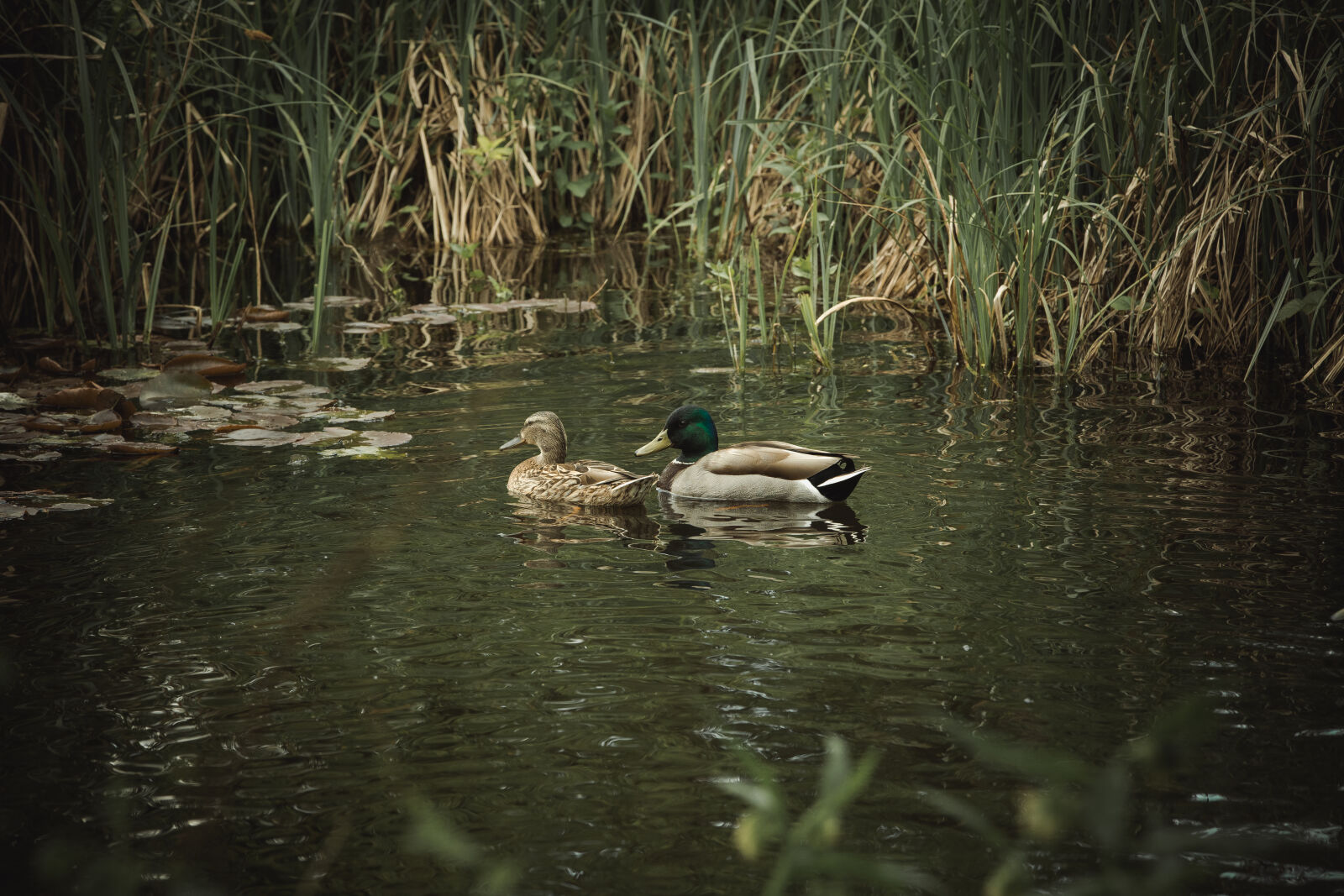 Canon EOS 5D Mark III sample photo. Birds, ducks, nature, pond photography