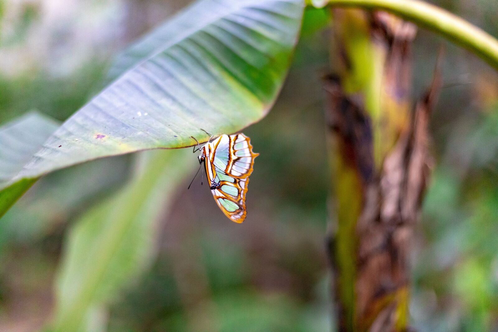 Canon EOS 6D Mark II sample photo. Butterfly, colors, nature photography