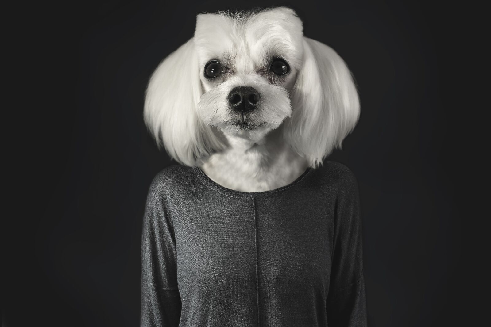 Canon EF 50mm F1.8 II sample photo. Animal, overview, animal portrait photography