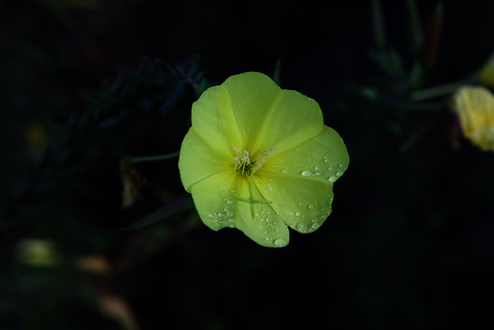 Canon EF 24-70mm F2.8L USM sample photo. Flower, petals, dew photography