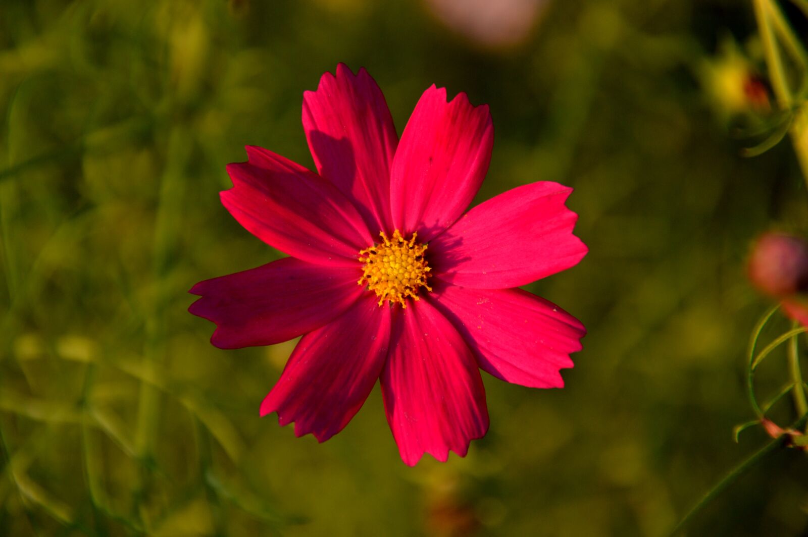 Nikon D3200 sample photo. Cosmos, flowers, plants photography