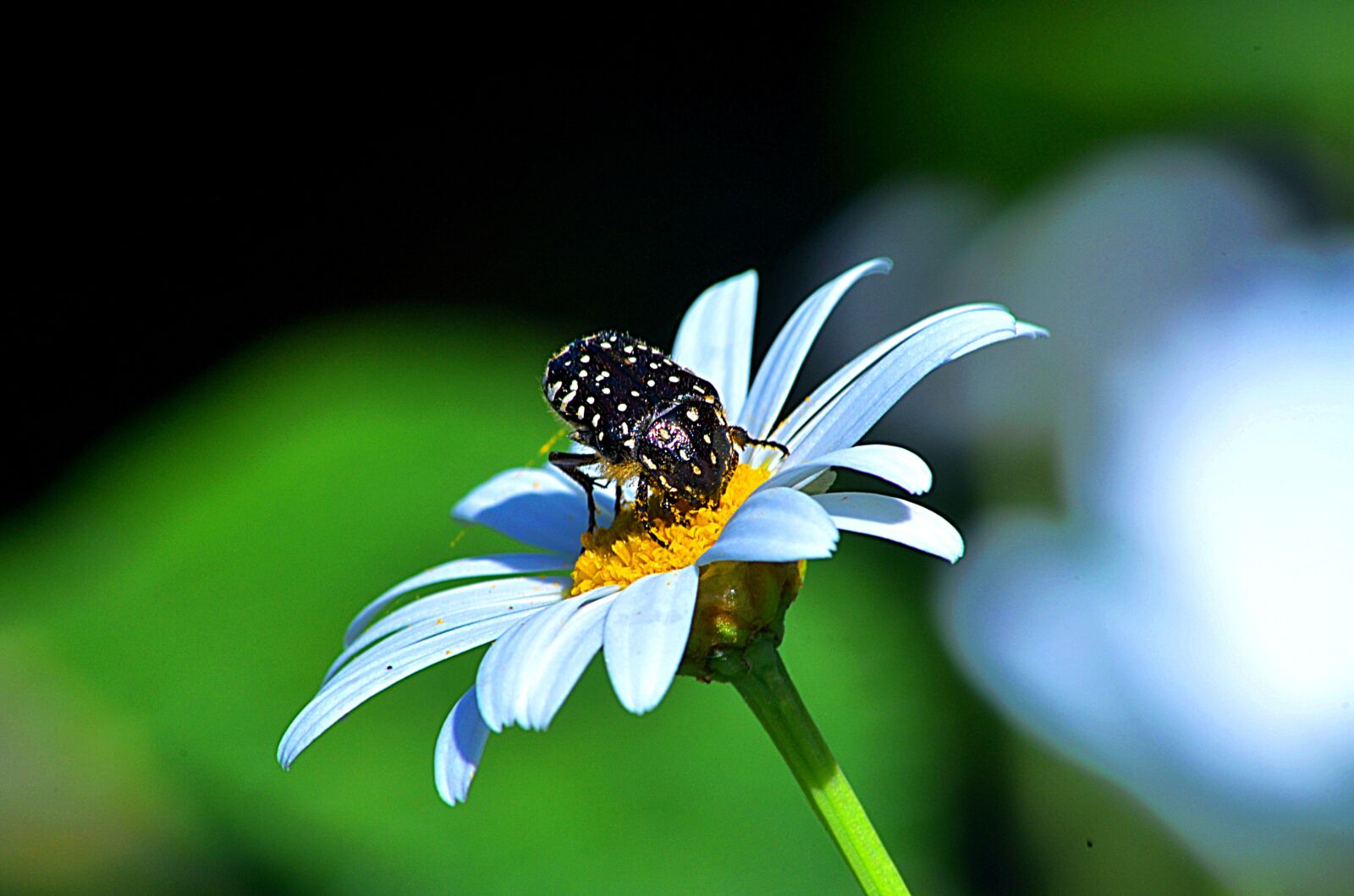 Nikon D5100 sample photo. Flower, nature, scarab photography