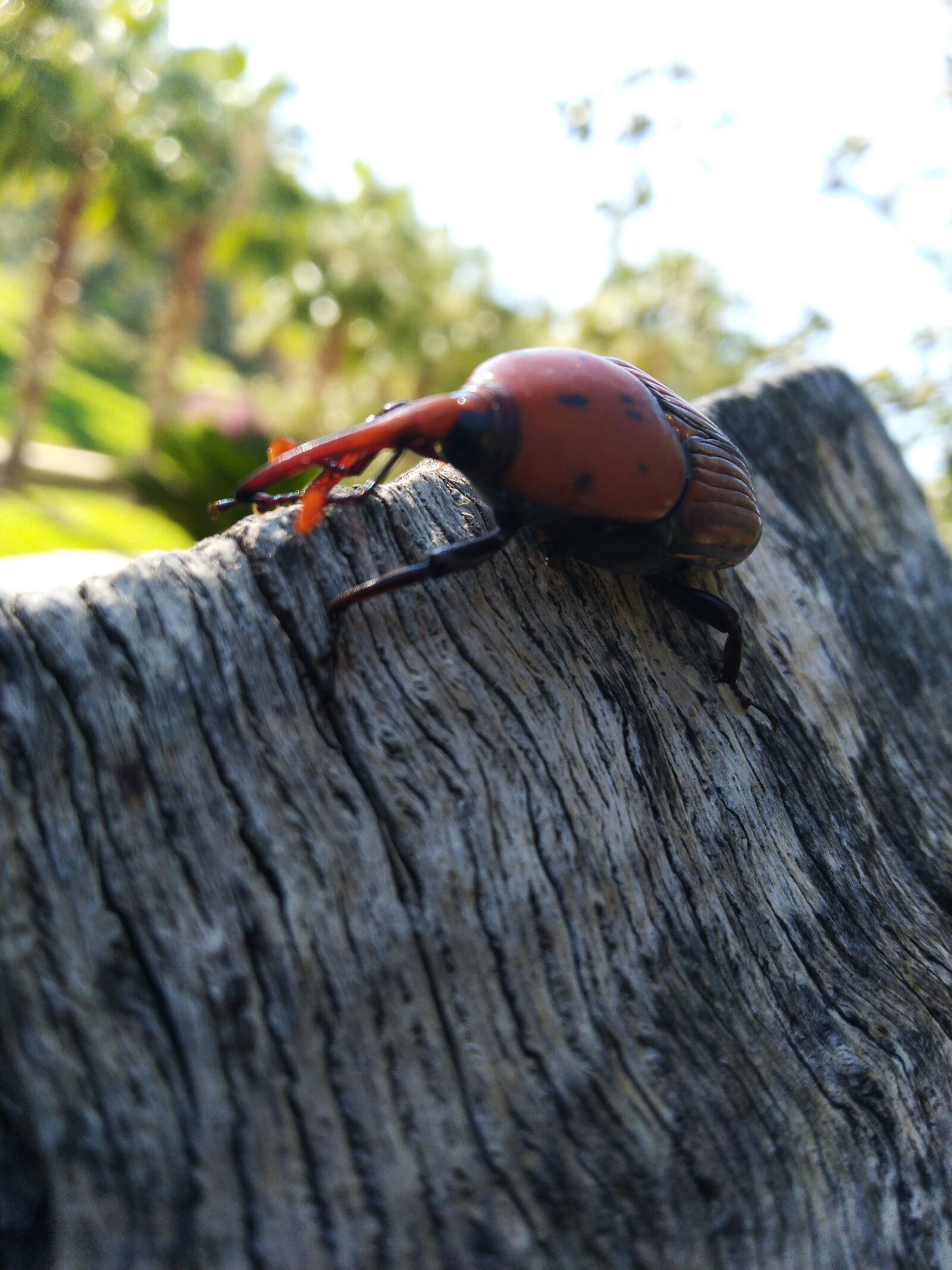 ASUS ZenFone Max Pro M1 (ZB602KL) (WW) / Max Pro M1 (ZB601KL) (IN) sample photo. Tree, beetle, insect photography