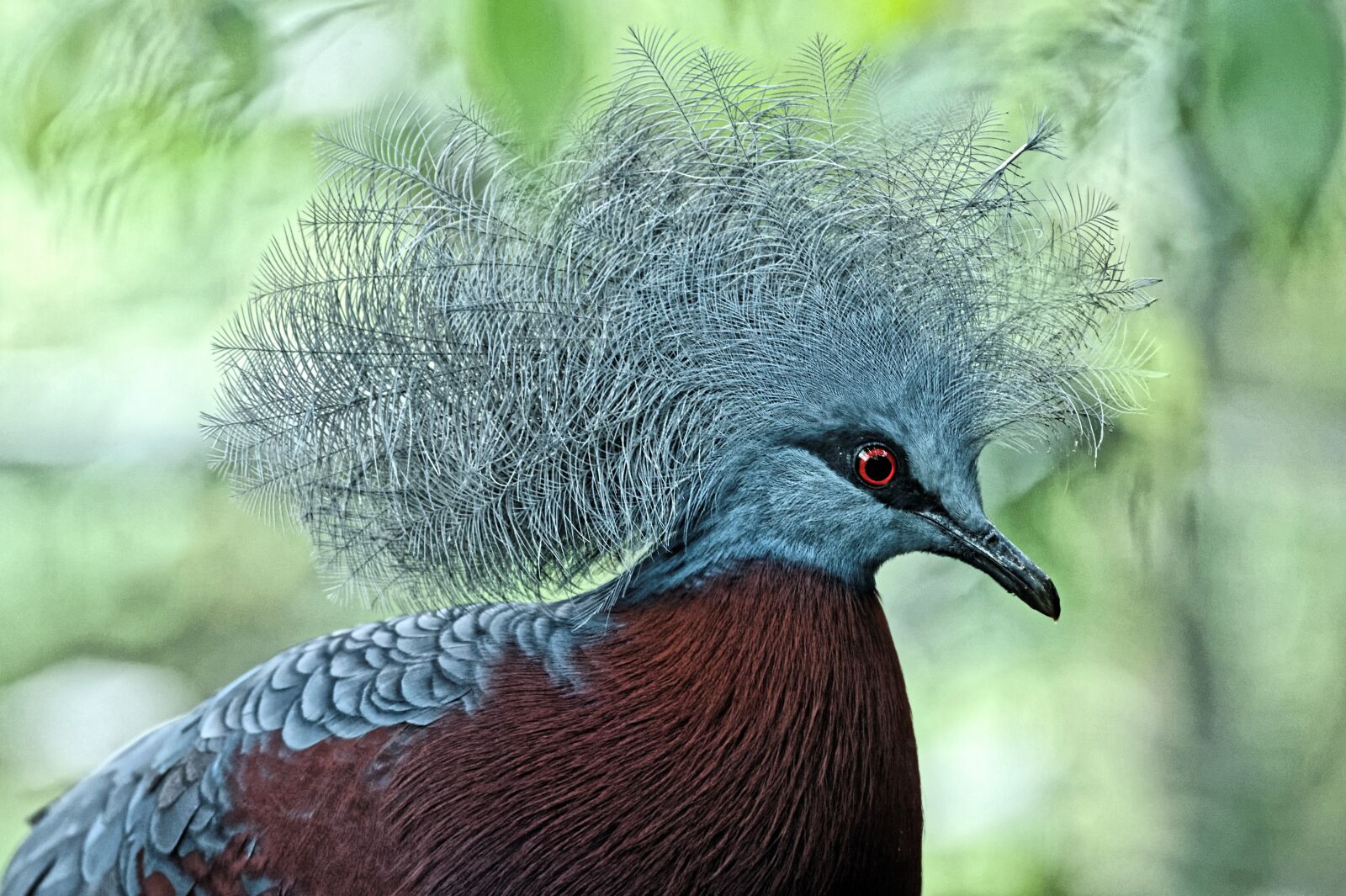 Nikon D4 sample photo. Scheepmaker crowned pigeon, pigeon photography