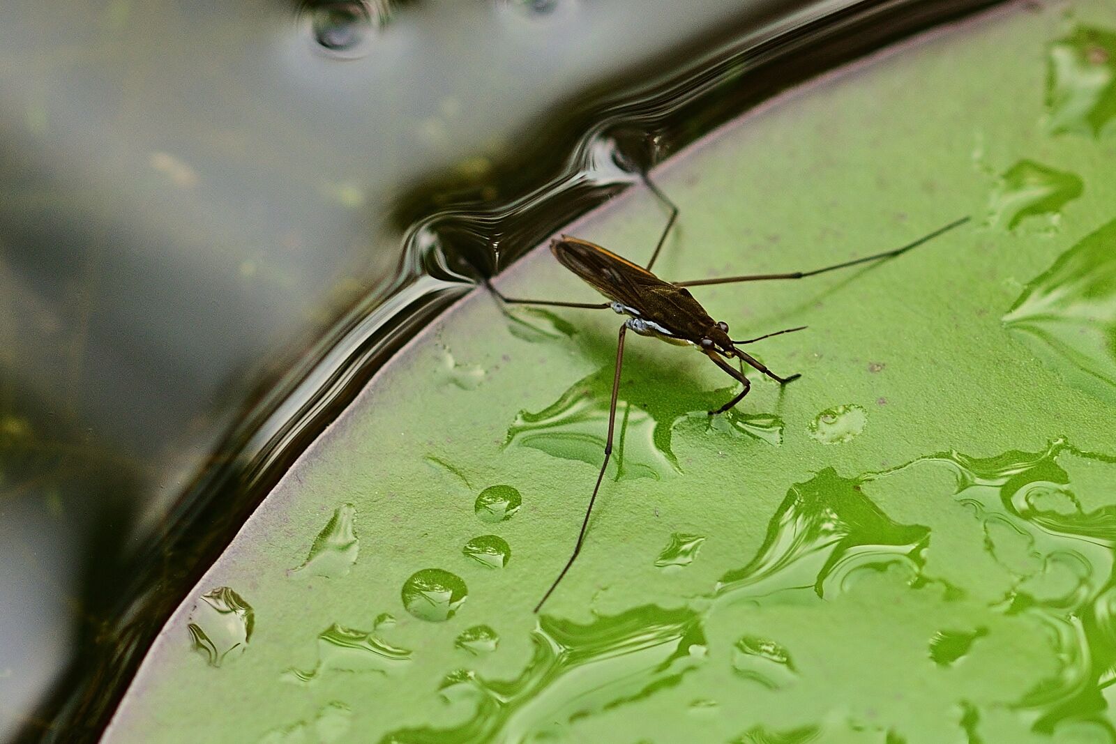 Nikon D5200 sample photo. Water striders, bug, water photography
