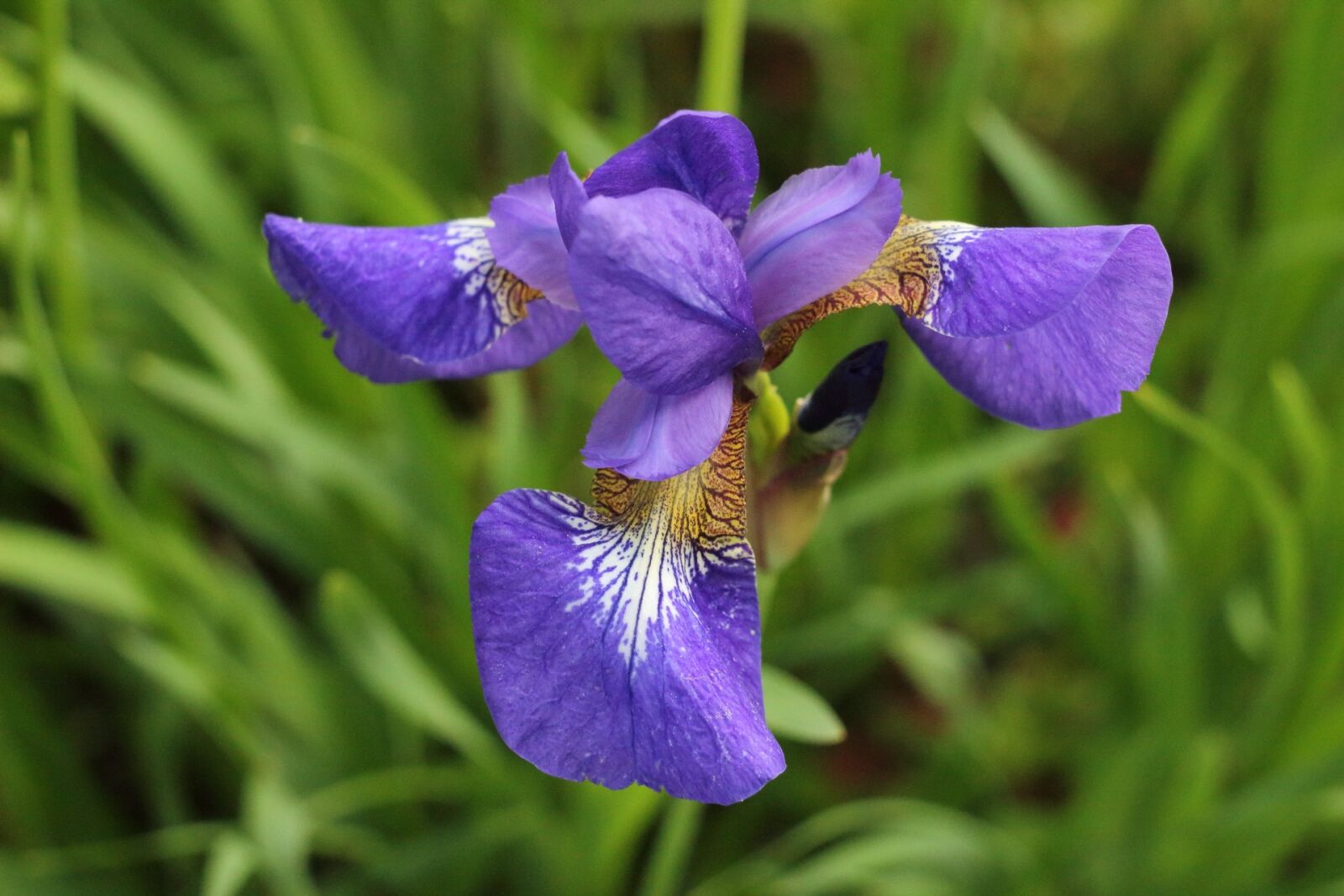 Canon EOS 1200D (EOS Rebel T5 / EOS Kiss X70 / EOS Hi) sample photo. Nature, plant, flower photography