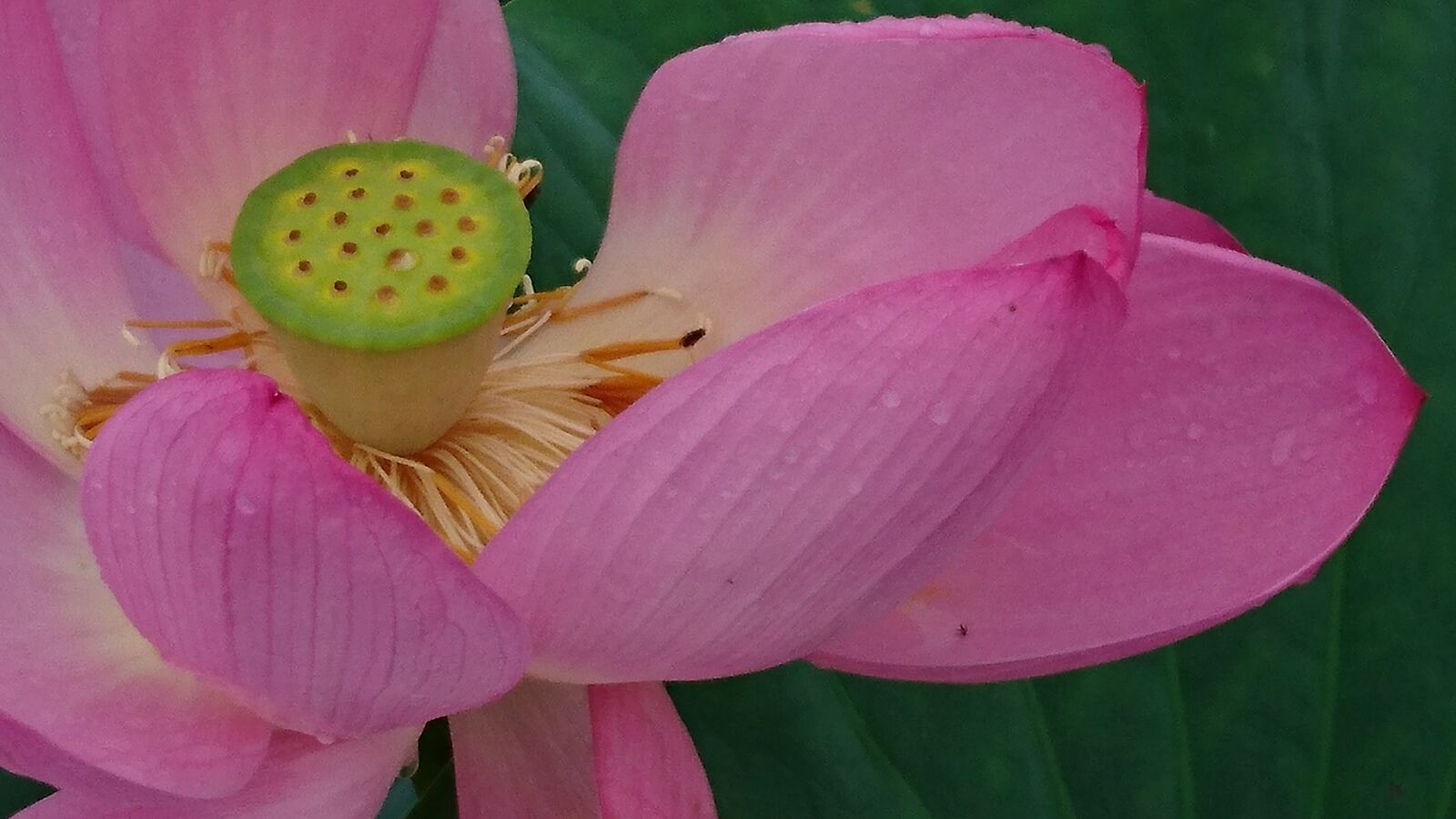 Sony Xperia Z5 sample photo. Lotus flower, lotus, flowers photography