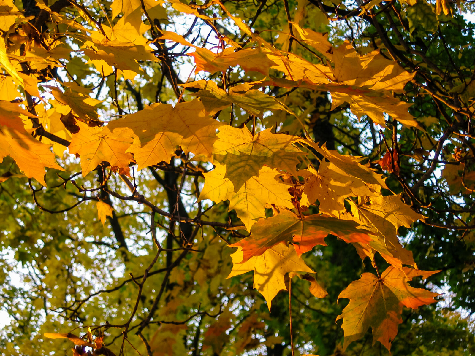 Canon POWERSHOT A80 sample photo. Autumn, autumn, colours, fall photography