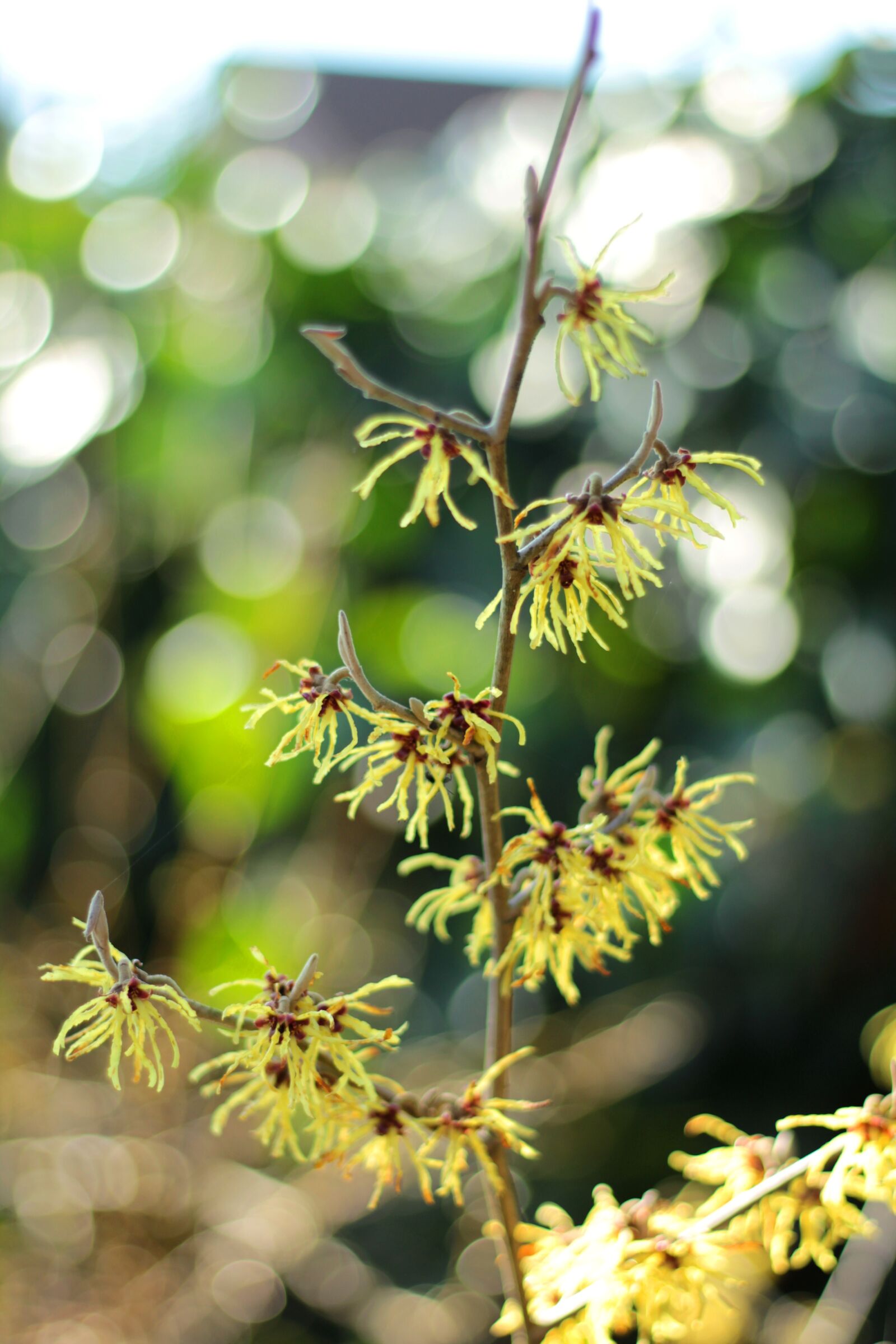Canon EF 50mm F1.8 STM sample photo. Hamamelis, shrub, yellow photography
