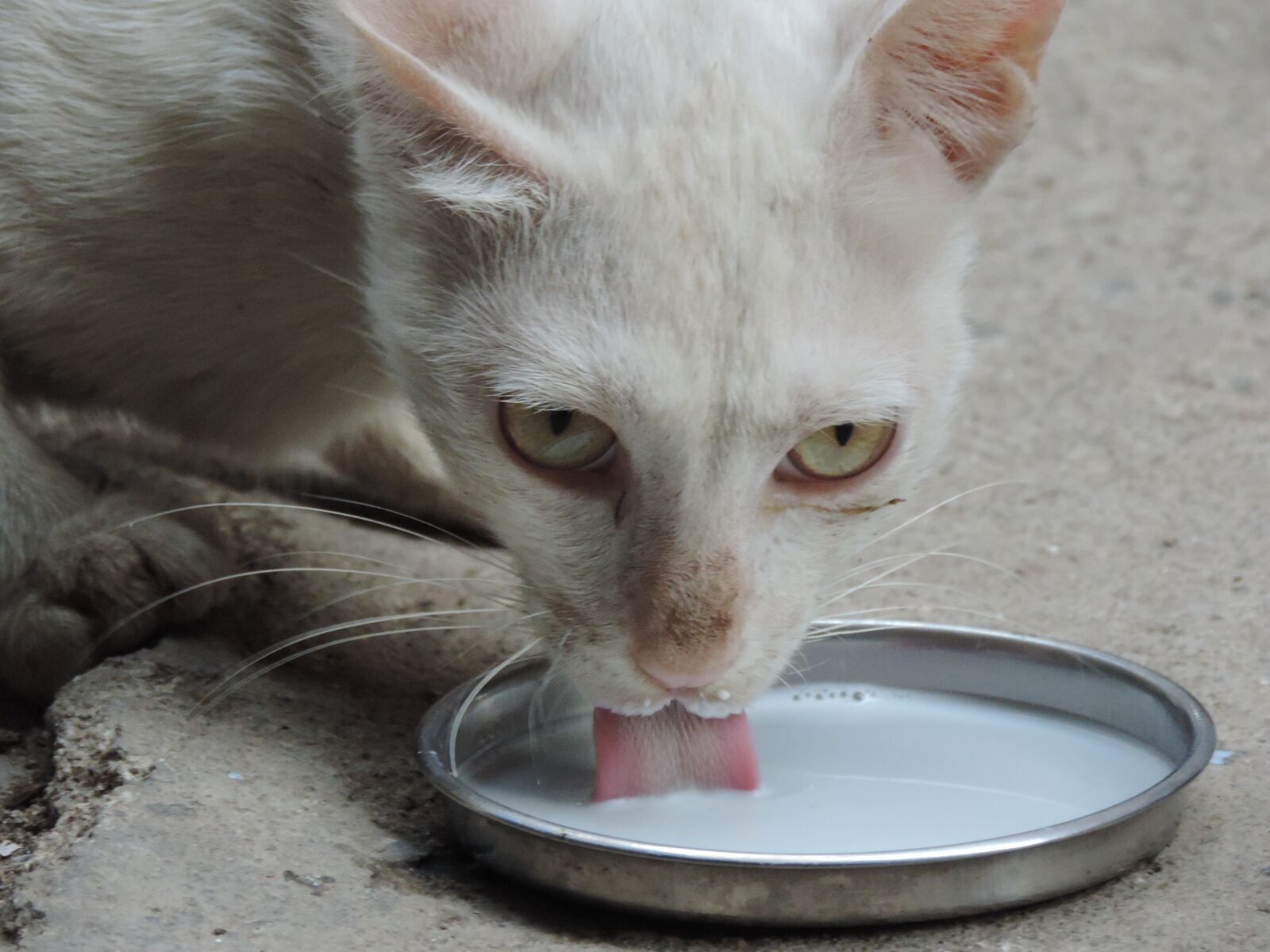 Nikon Coolpix P520 sample photo. Cat, drink, milk photography
