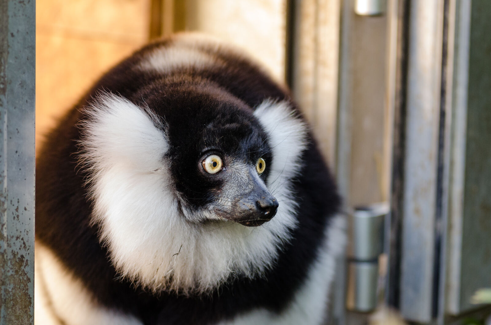 AF Zoom-Nikkor 80-200mm f/2.8 ED sample photo. Black, and, white, canine photography