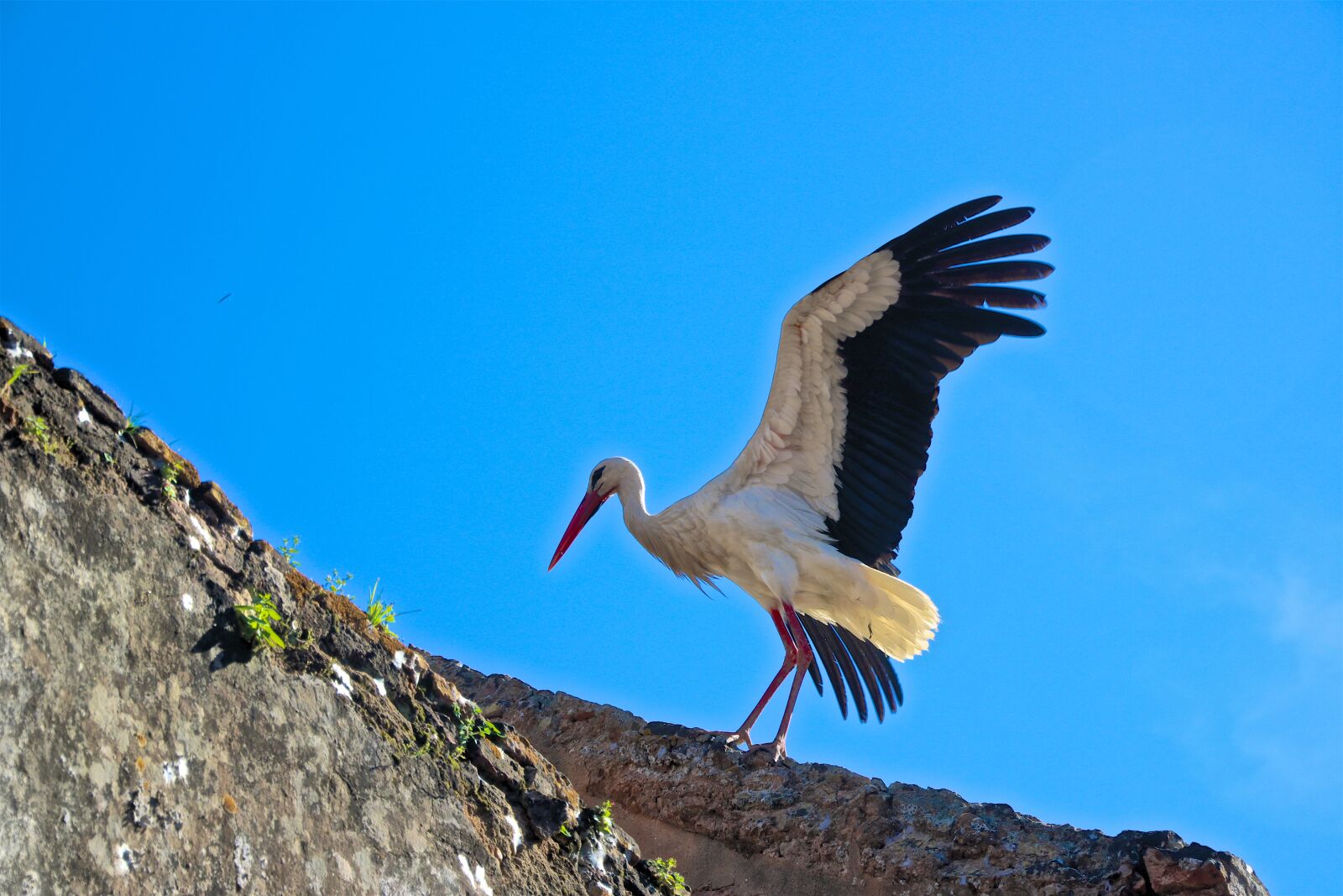 Canon EOS 750D (EOS Rebel T6i / EOS Kiss X8i) sample photo. Cigogne, stork, animal photography