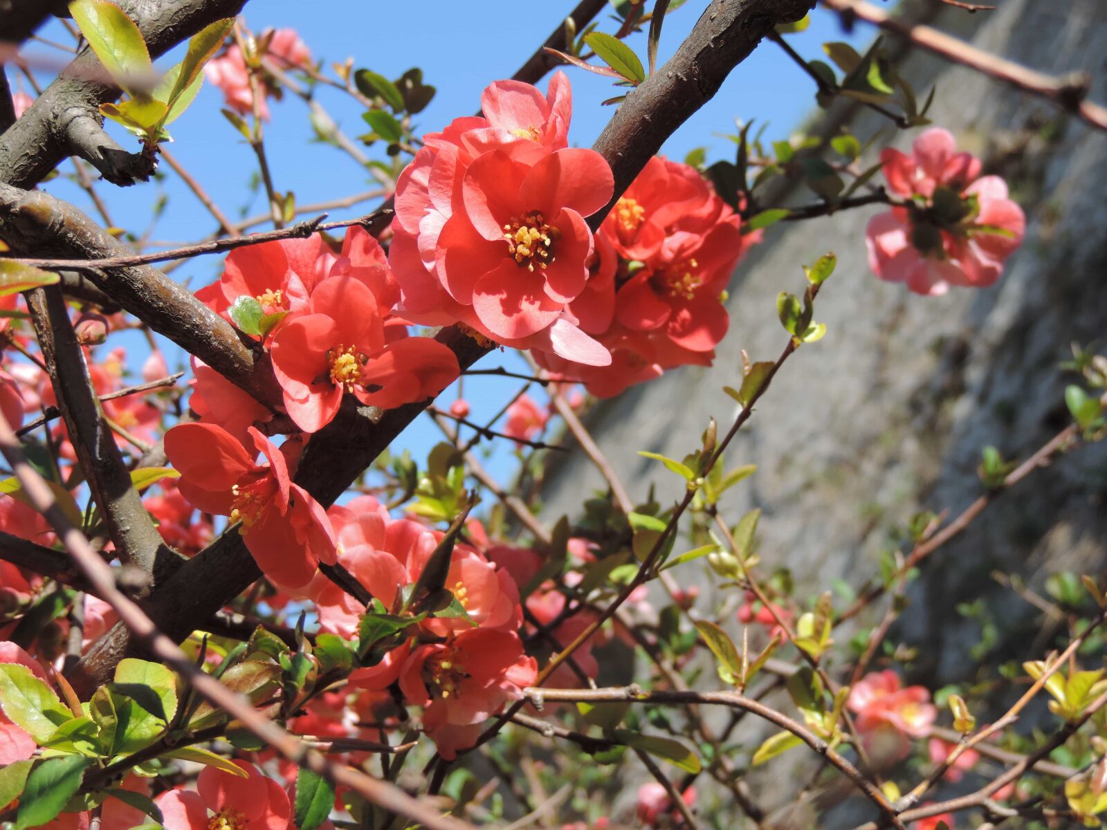 Nikon Coolpix P520 sample photo. Tree, nature, branch, shrub photography