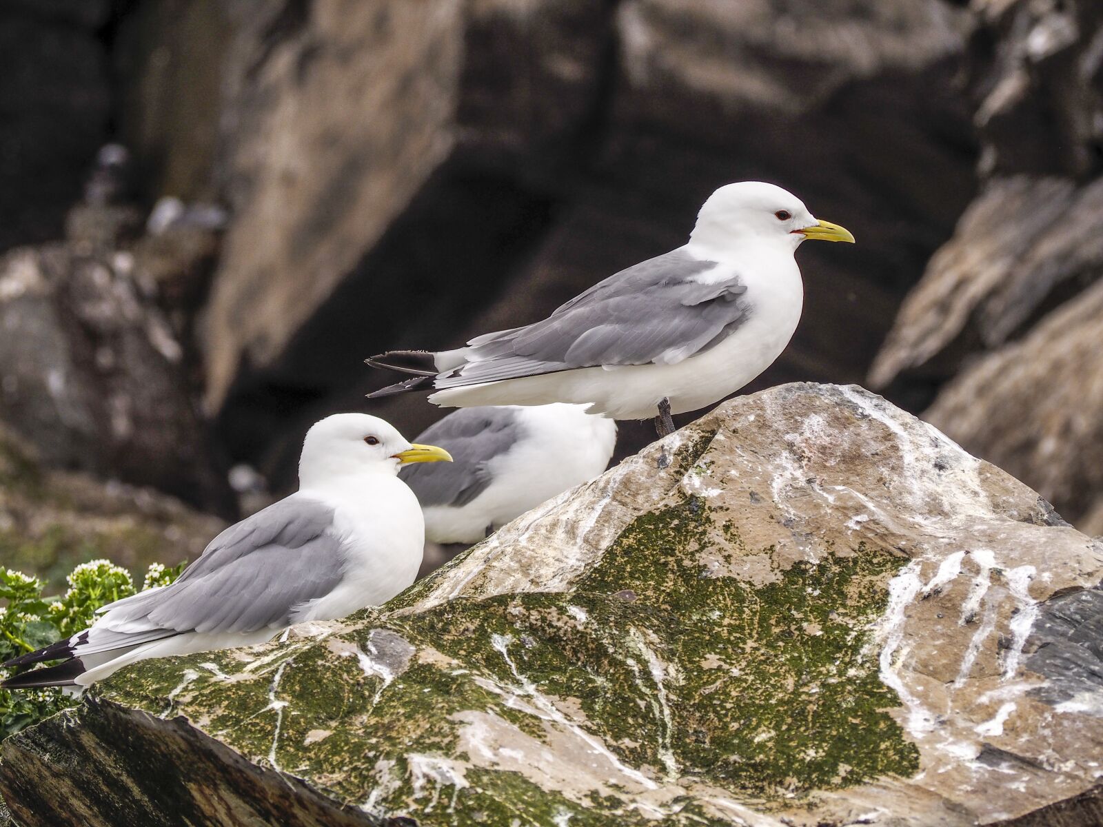 Olympus OM-D E-M10 sample photo. Birds, seagull, sea ​​birds photography