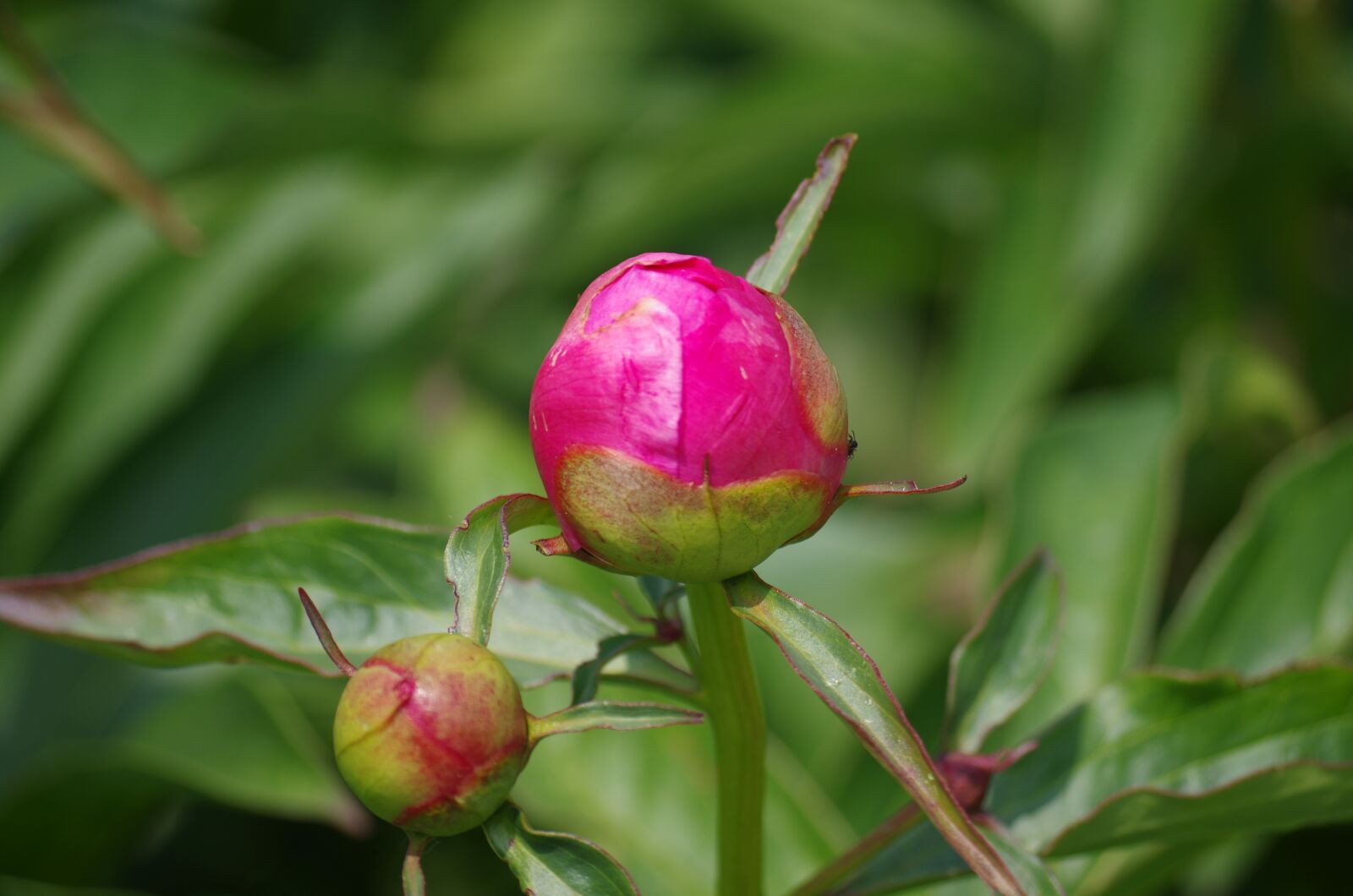 Pentax K-500 sample photo. Flower, the puck, bud photography
