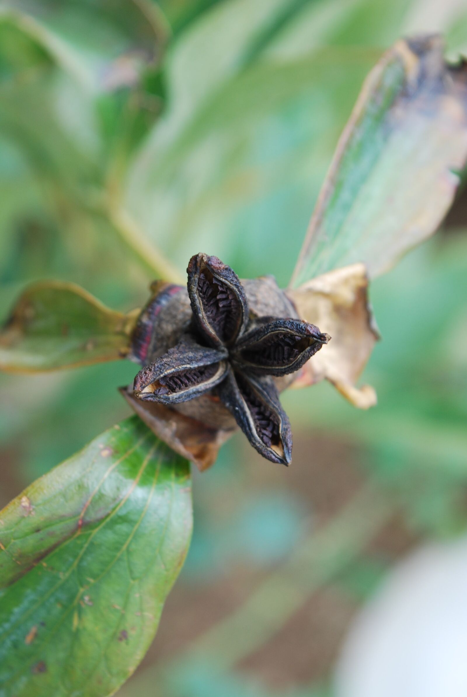Nikon D60 sample photo. Nature, picture, nikon photography