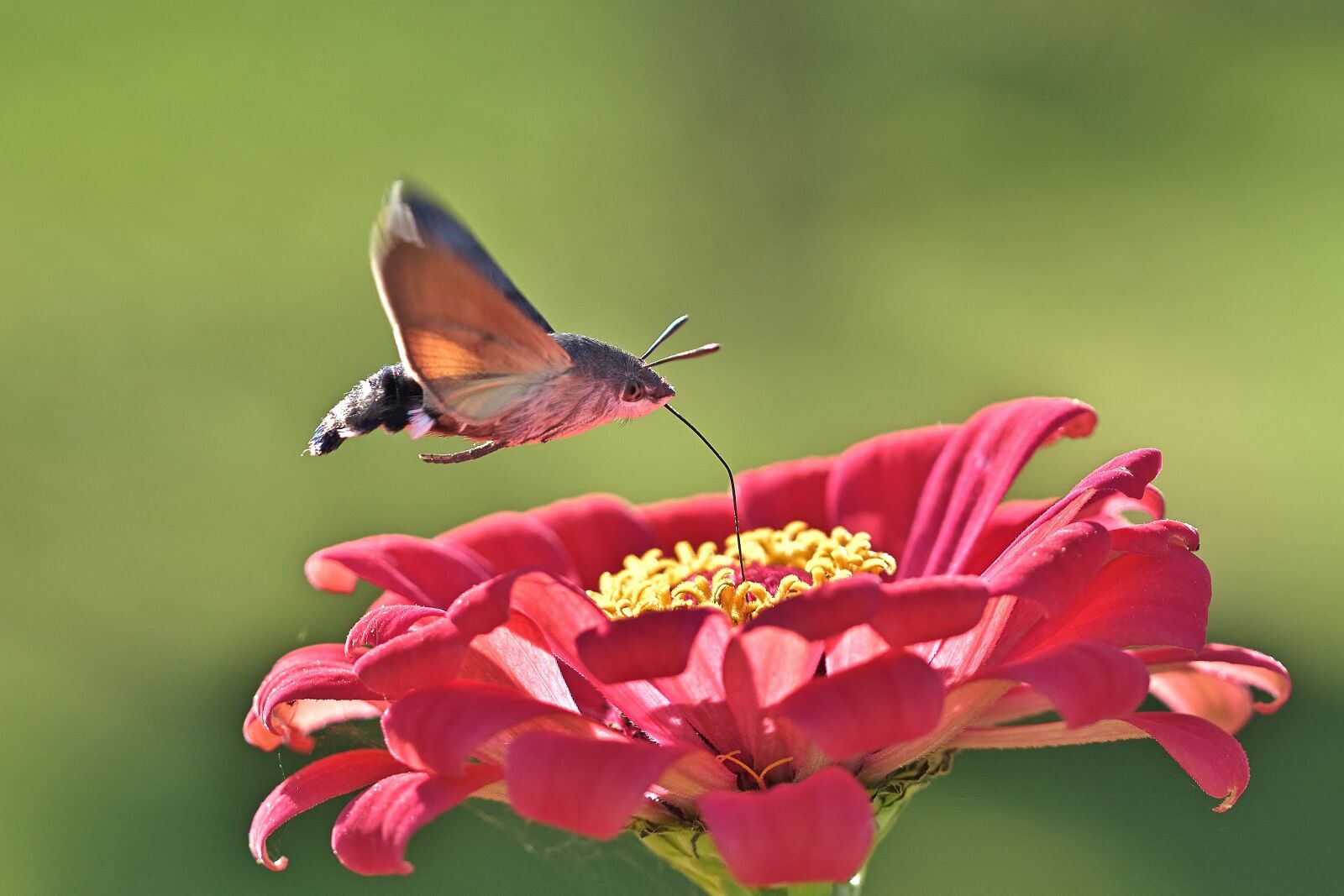 Nikon D5200 sample photo. Hummingbird hawk moth, moth photography