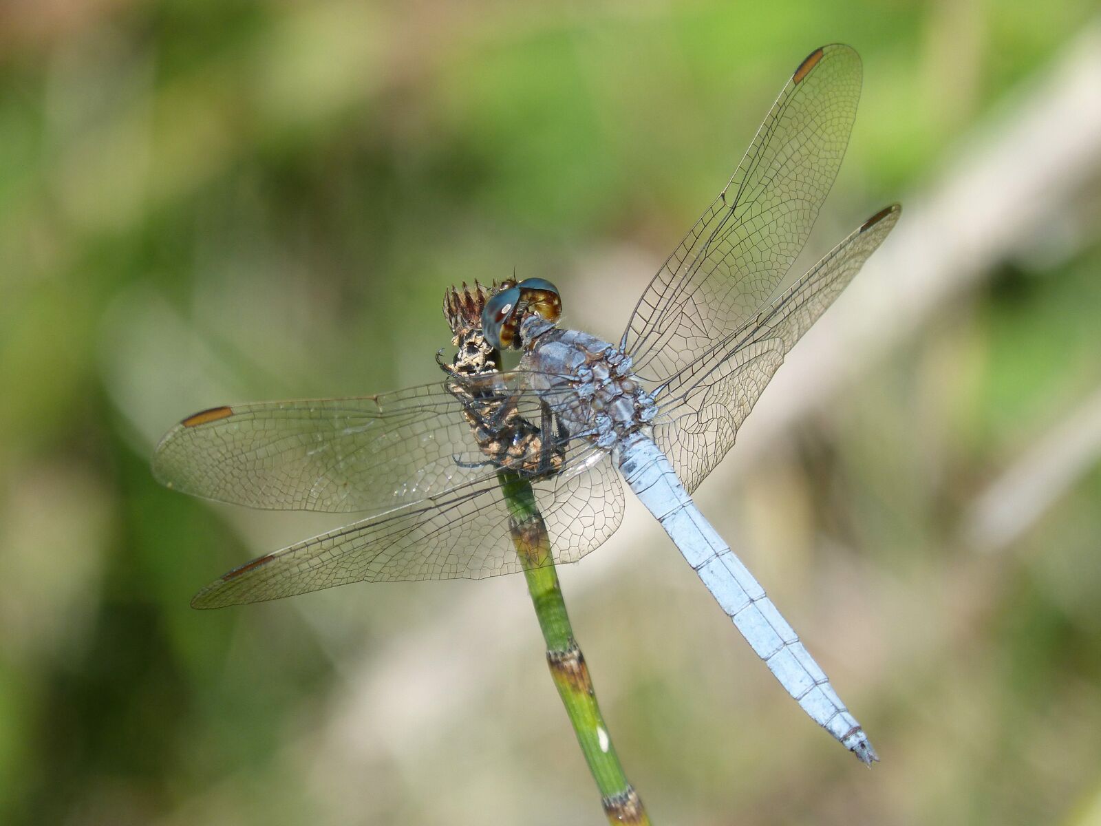 Panasonic DMC-FZ62 sample photo. Blue dragonfly, branch, wetland photography