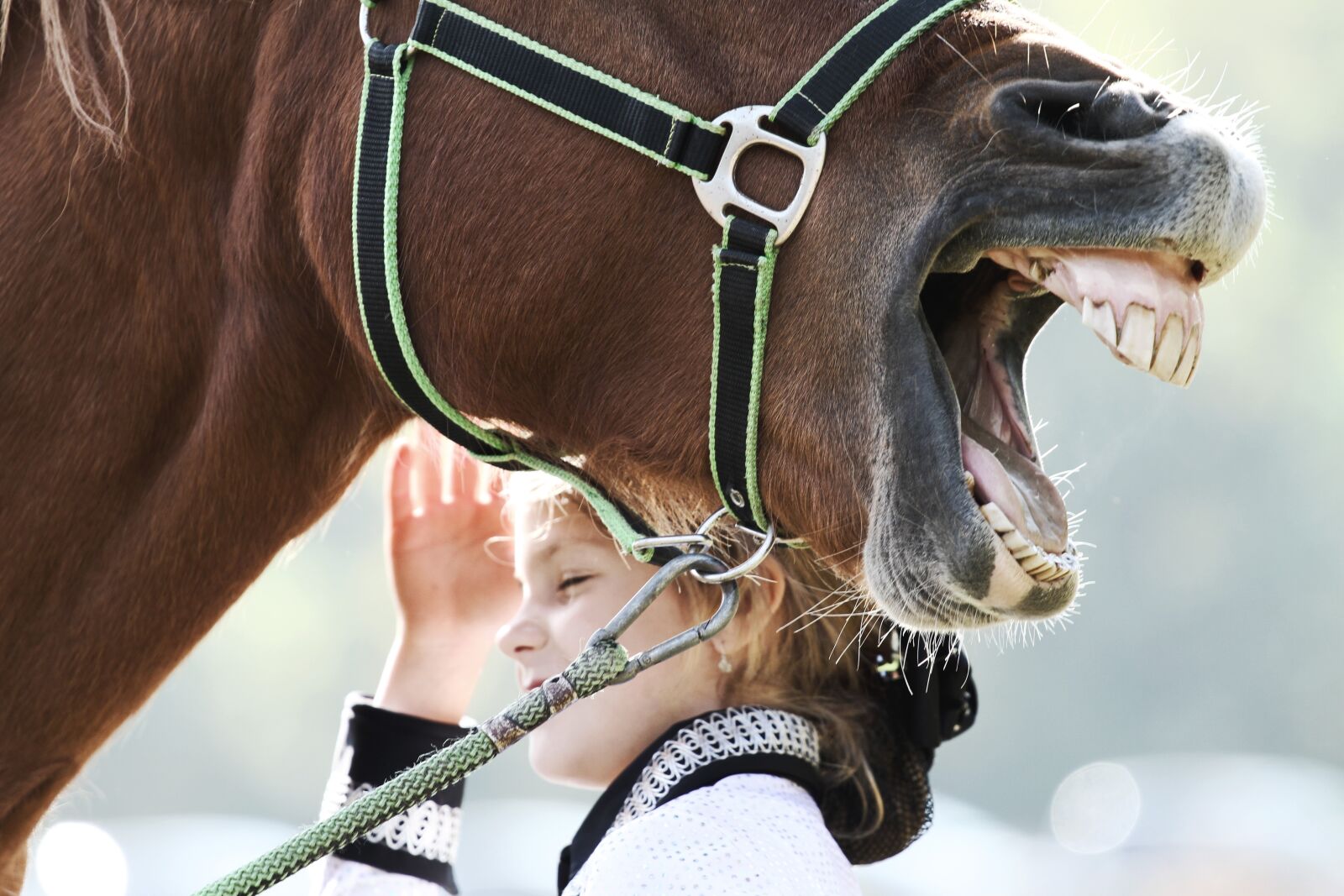 Canon EOS 7D + Canon EF 70-200mm F4L USM sample photo. Horse, laughter, head photography