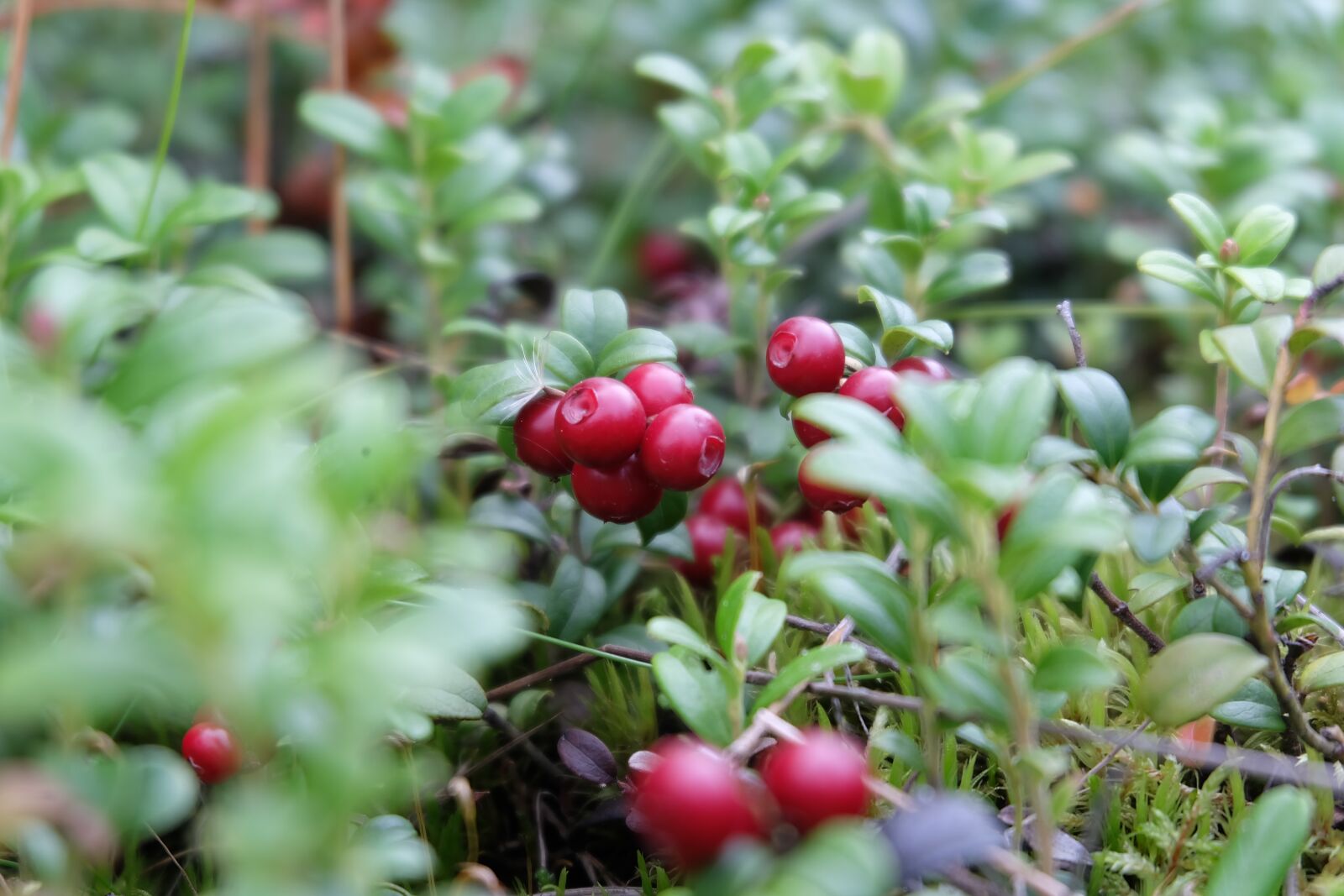 Fujifilm X-A2 sample photo. Berry, cranberries, finland photography
