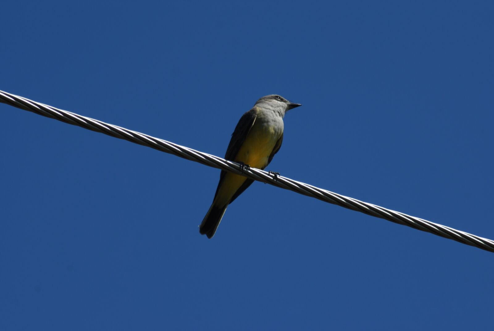 Nikon D200 sample photo. Bird enjambrero, ave, field photography