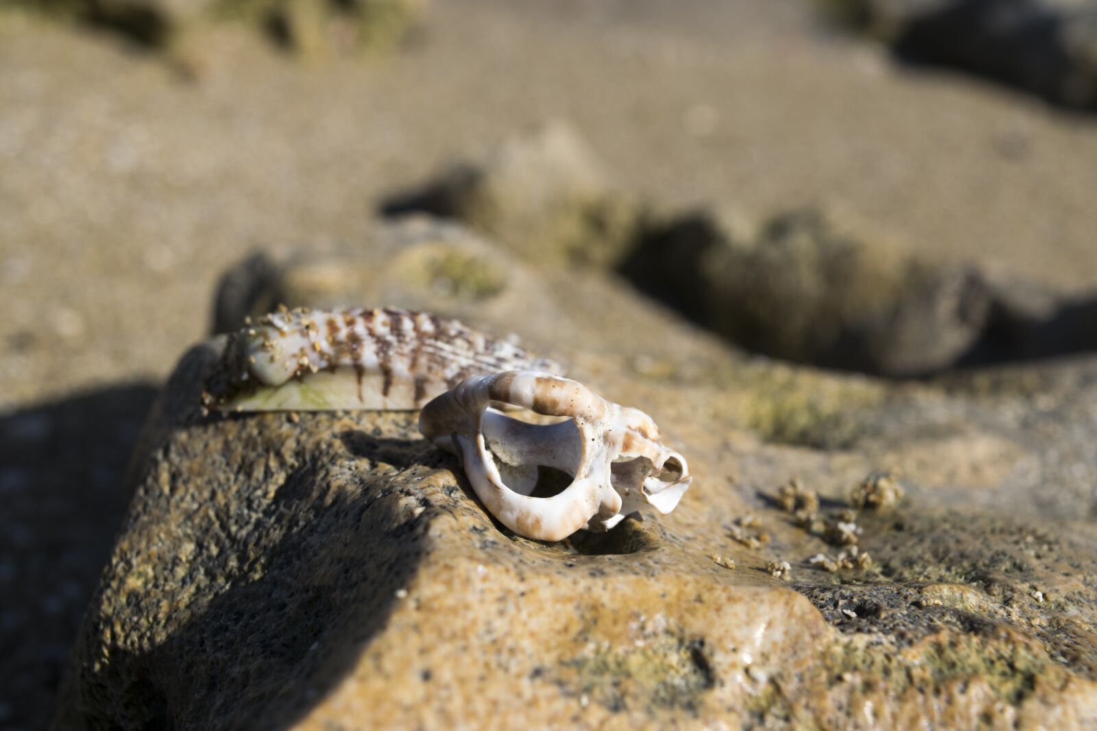 Nikon D5300 sample photo. Shells, shell, beach photography