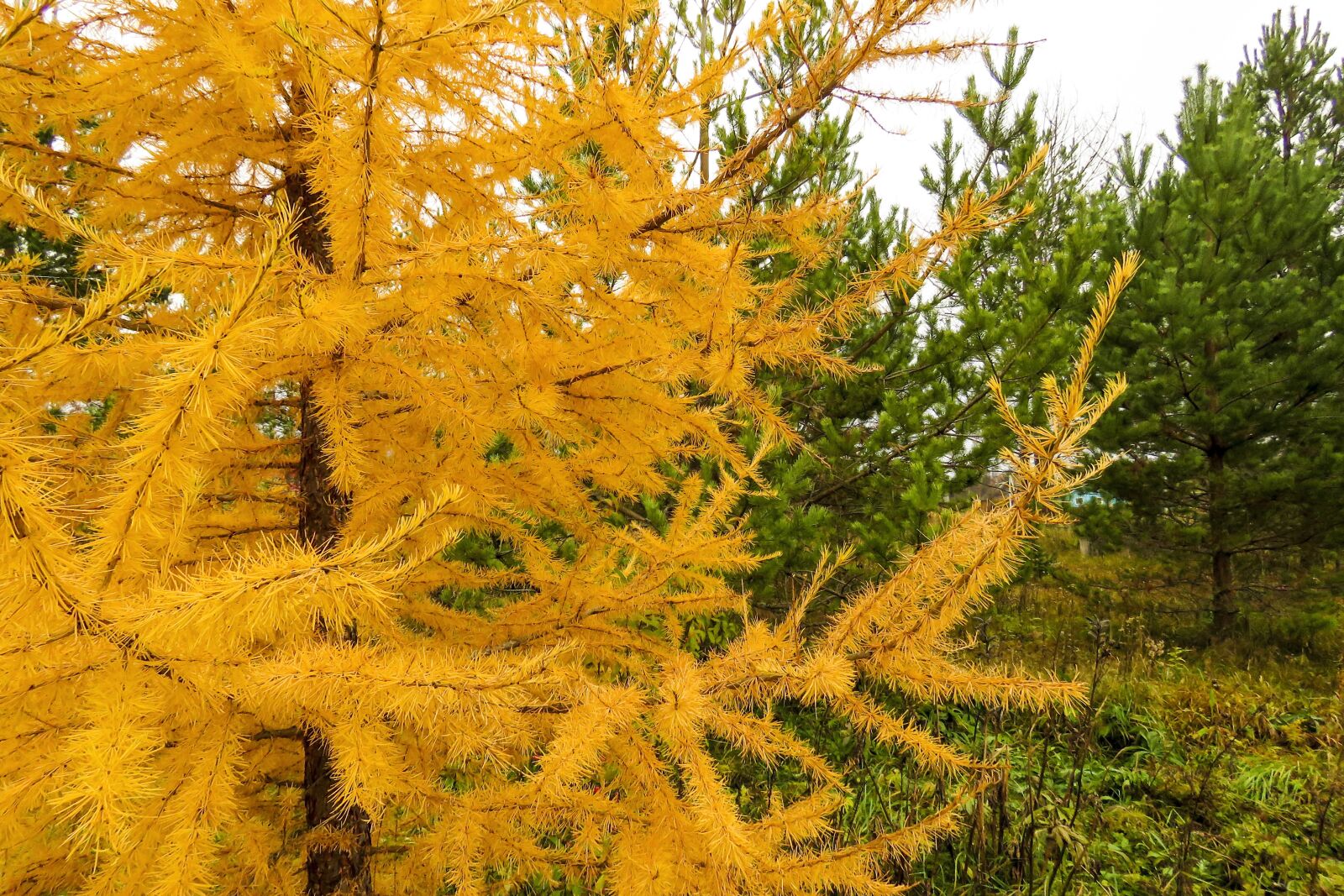 Canon PowerShot SX60 HS sample photo. Autumn, larch, pine photography