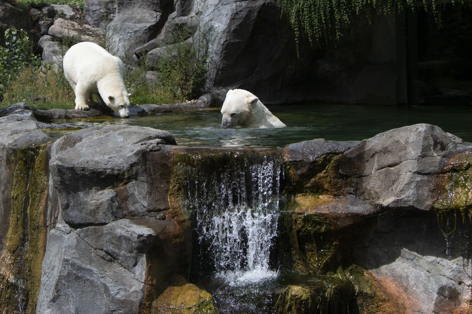 Canon EOS 70D sample photo. Polar bear, sch nbrunn photography
