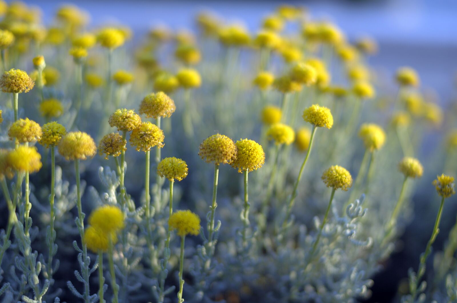 Nikon D2Xs sample photo. Nature, plant, flower photography