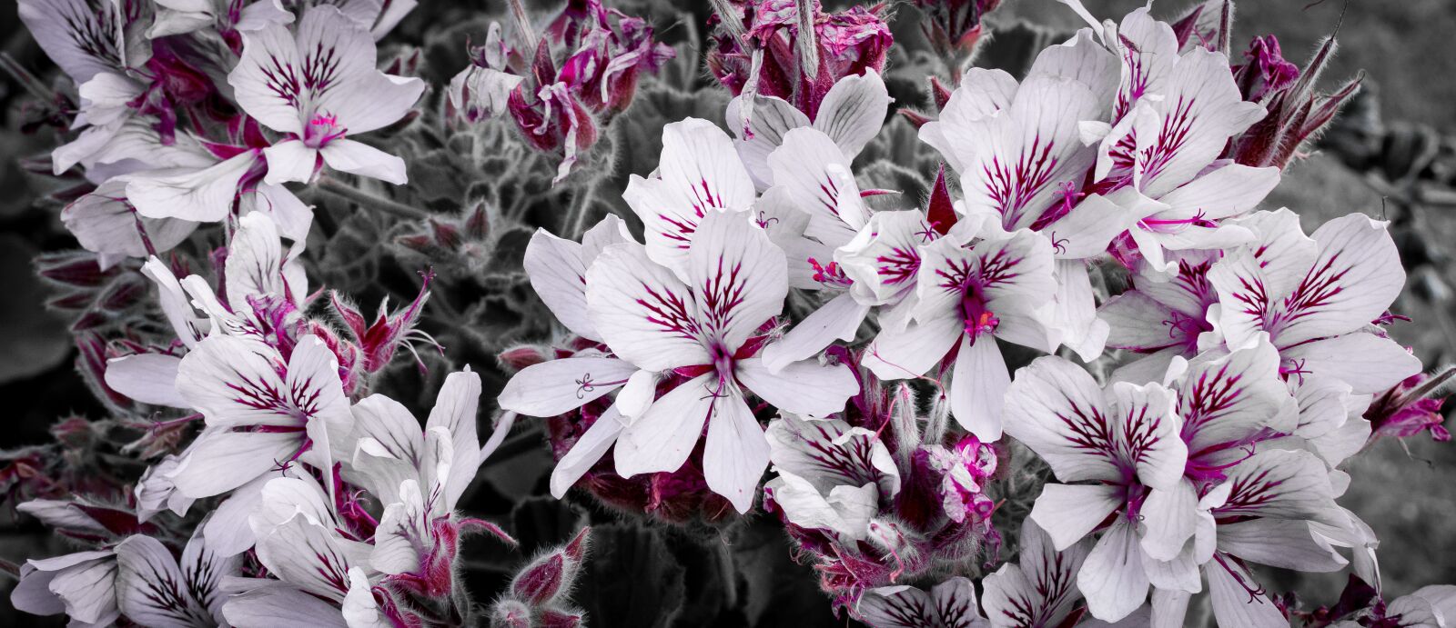 Canon EOS 100D (EOS Rebel SL1 / EOS Kiss X7) sample photo. Pelargoniums, pink, geranium photography