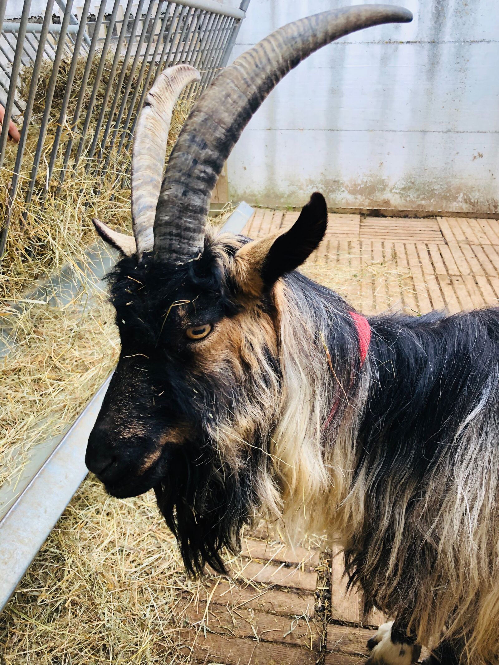 iPhone X back dual camera 4mm f/1.8 sample photo. Goat, farm, animal photography
