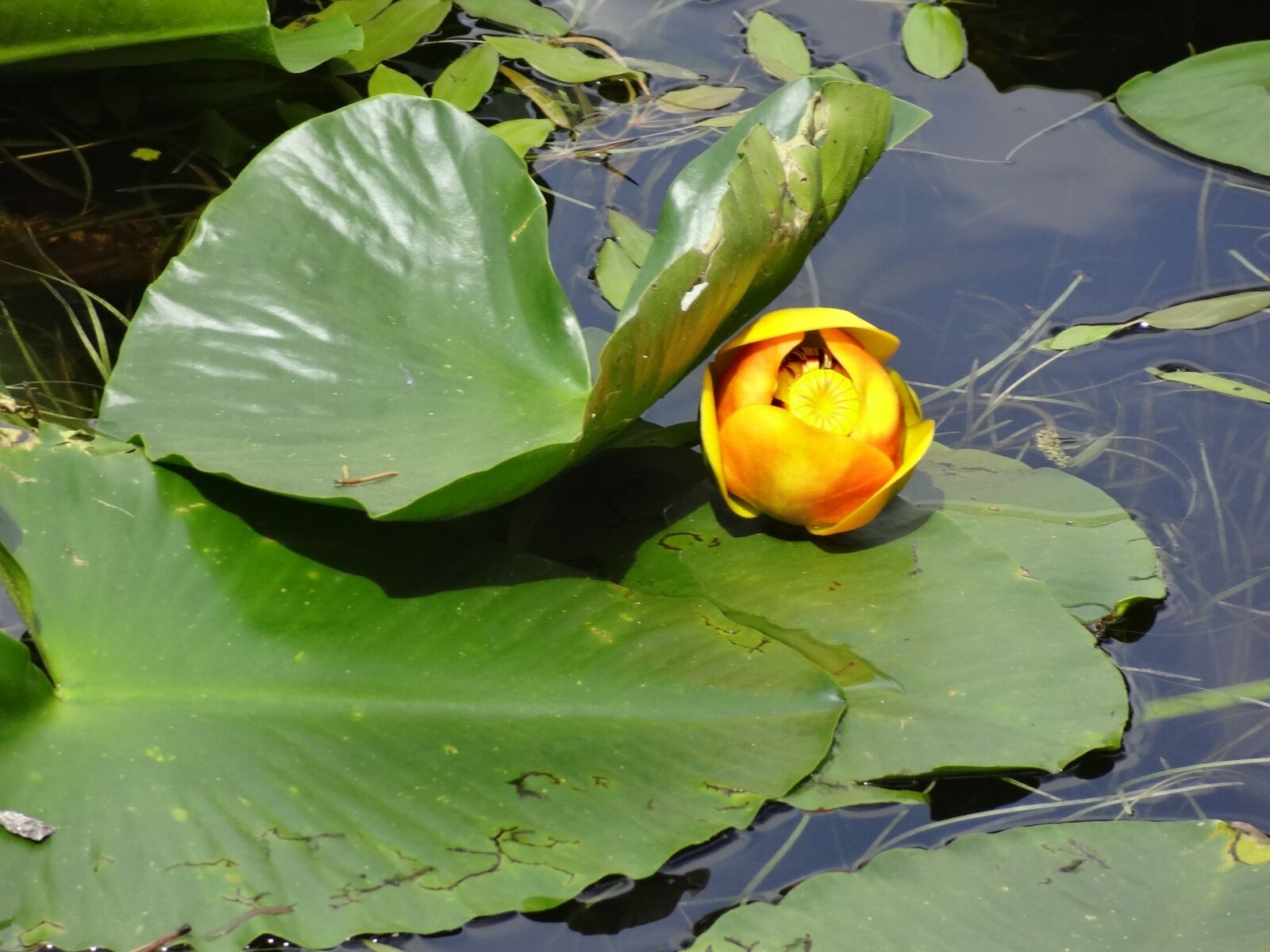 Sony Cyber-shot DSC-HX10V sample photo. Lily pad, lake, water photography