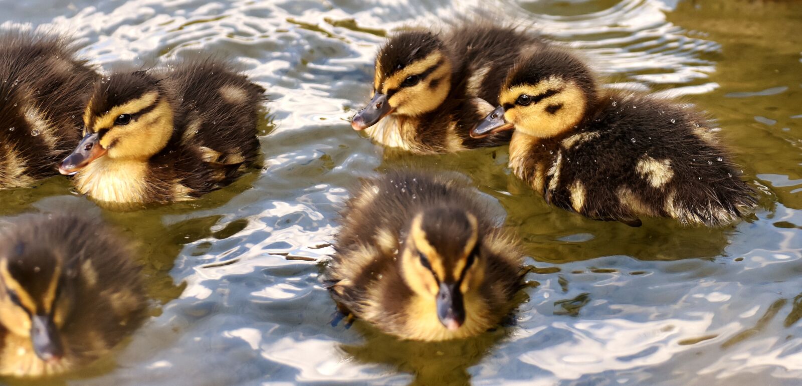 Nikon D7200 sample photo. Mallards, chicks, baby photography