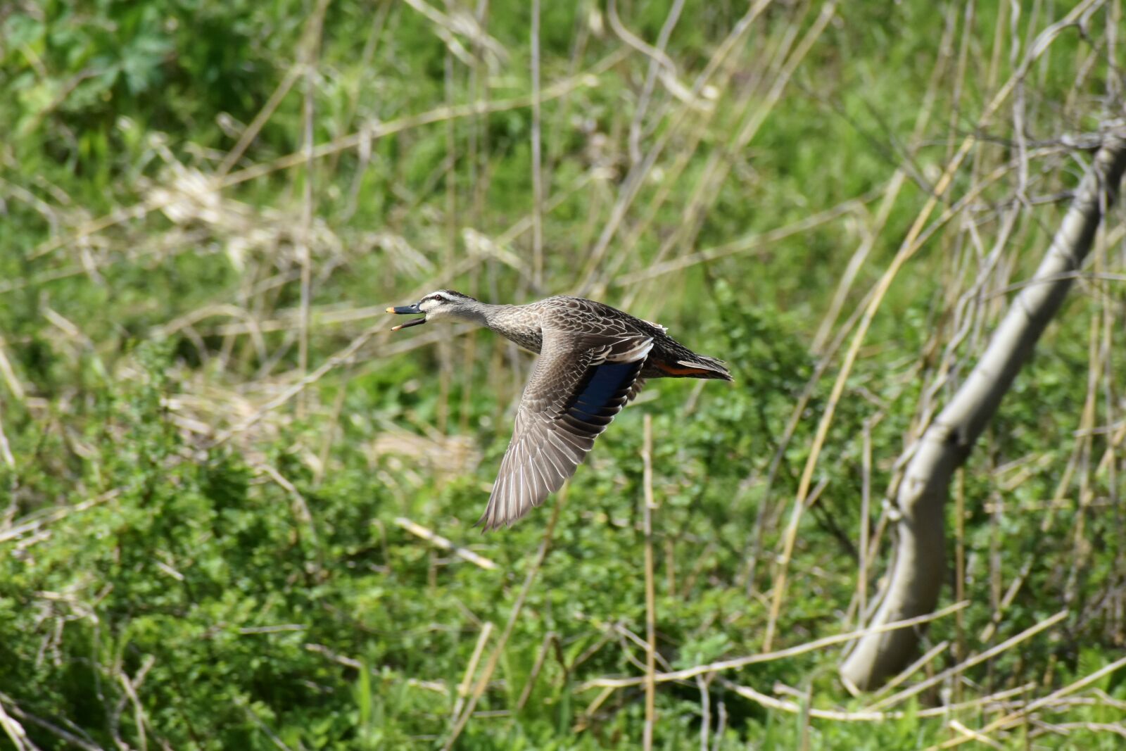 Nikon D7200 sample photo. Animal, river, waterside photography