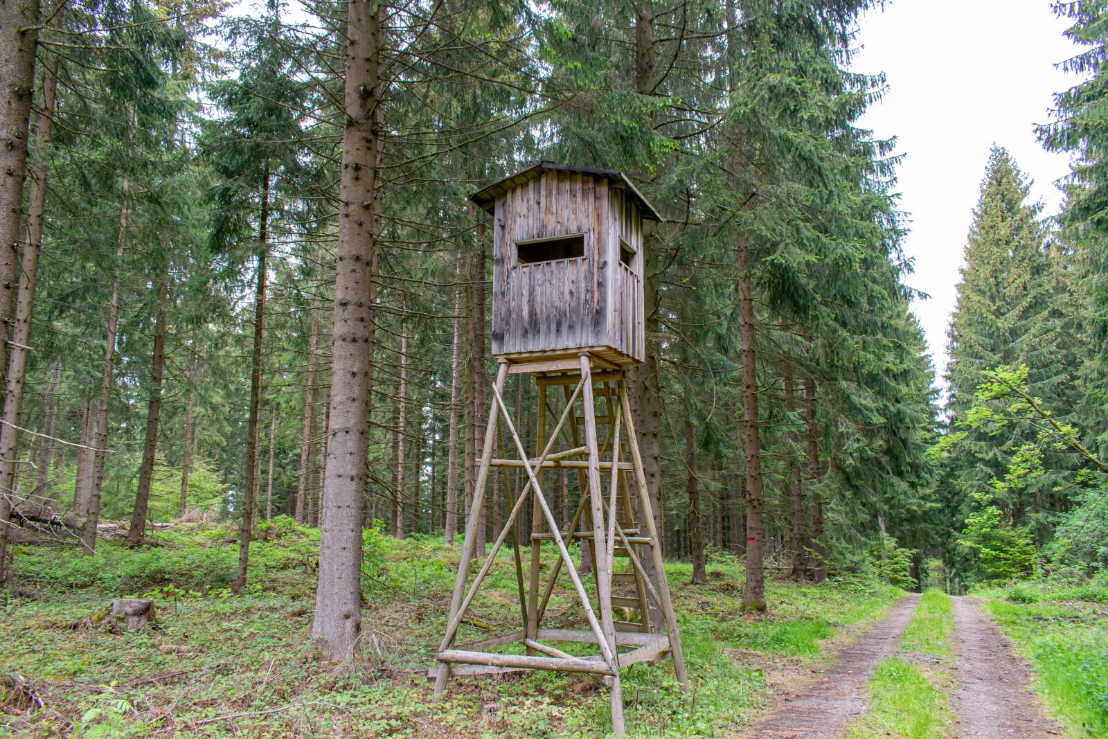 Nikon D5300 sample photo. Delight, forest, forest path photography