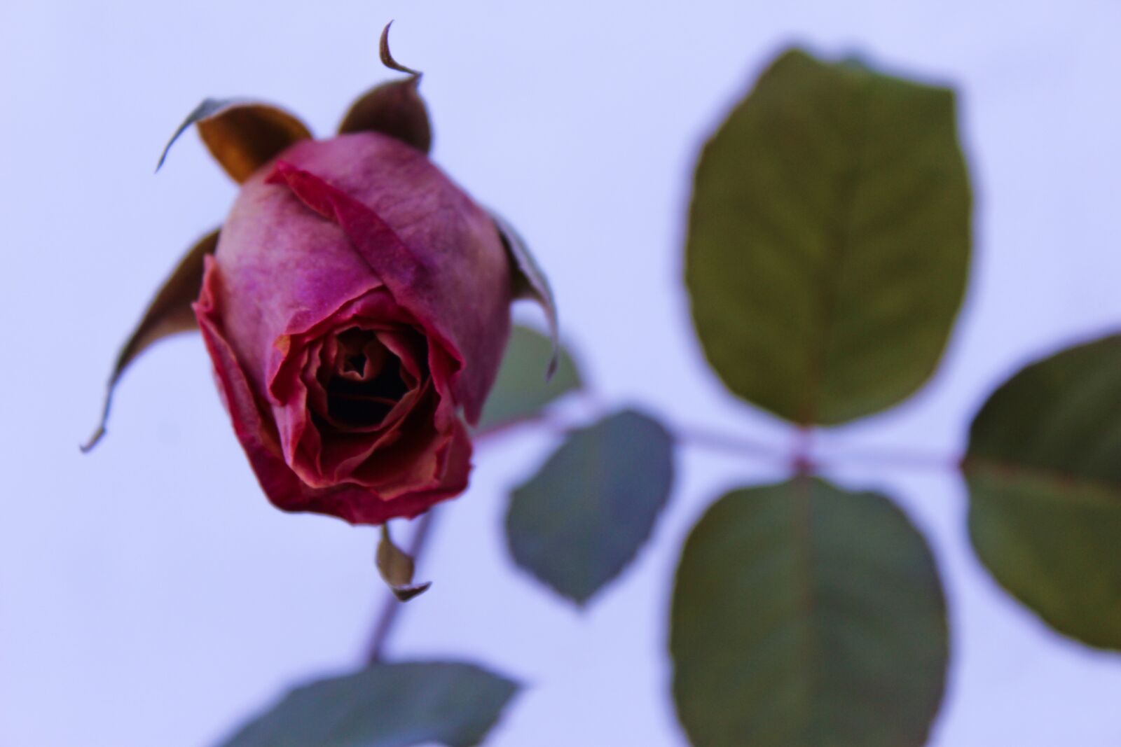 Canon EOS 1200D (EOS Rebel T5 / EOS Kiss X70 / EOS Hi) sample photo. Rose, rose bush, rose photography