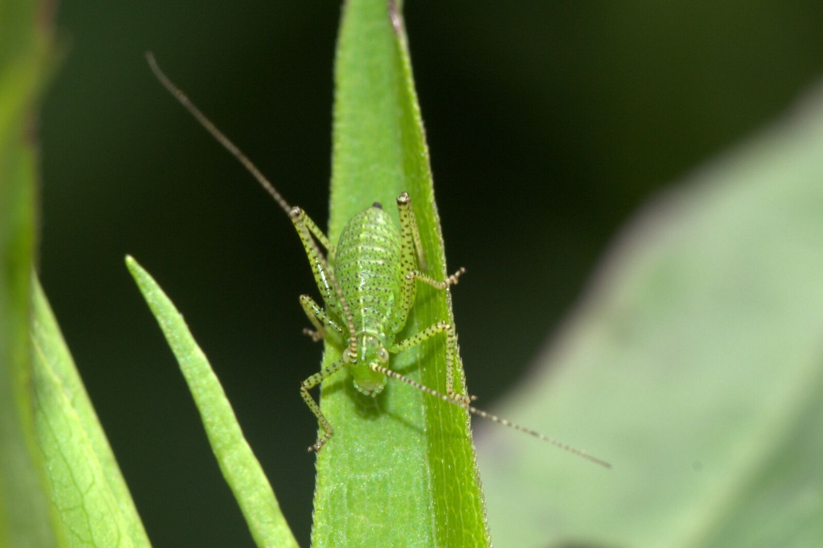 Nikon D5200 sample photo. Viridissima, deciduous locust, insect photography