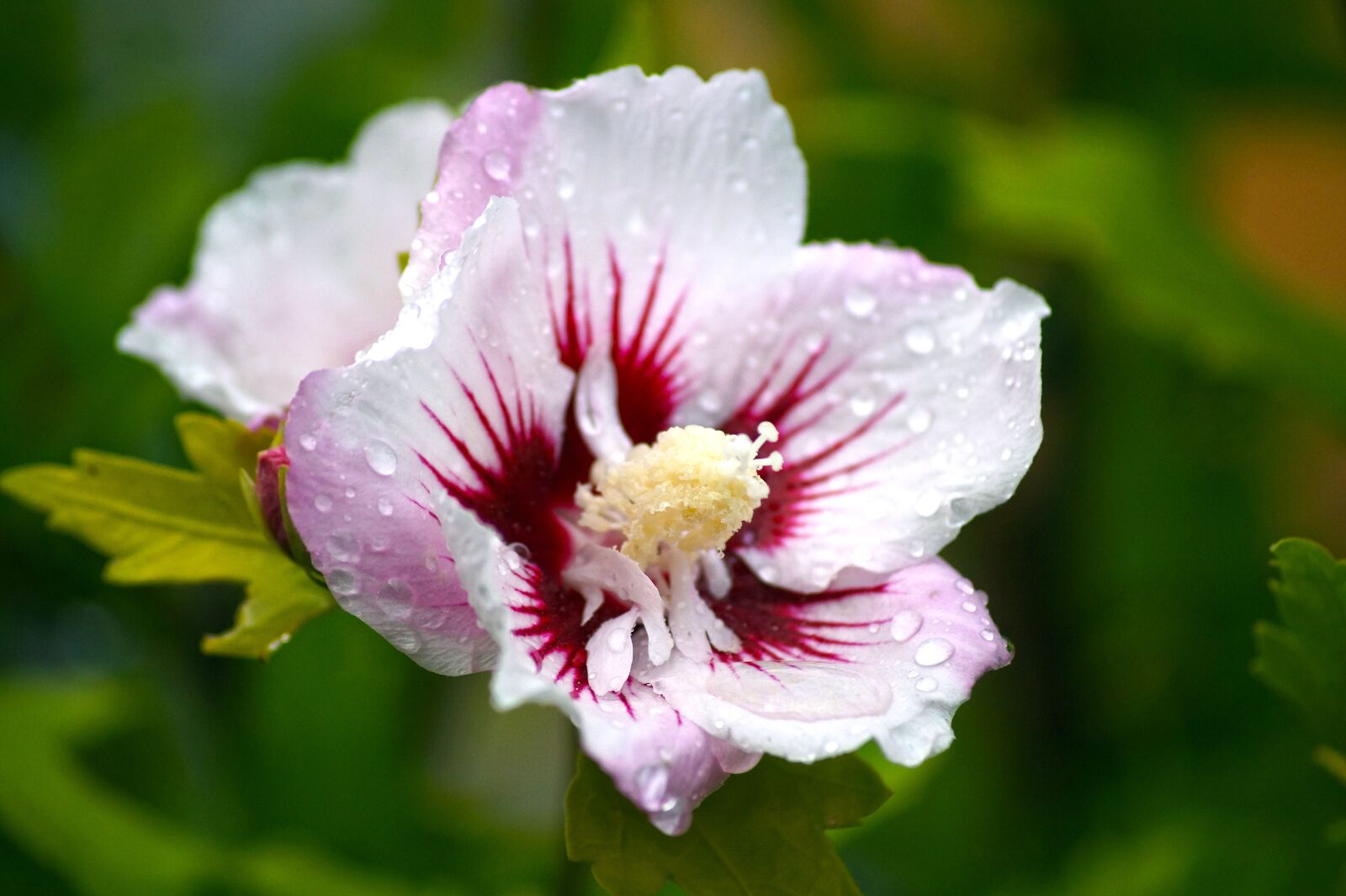 Sony SLT-A58 sample photo. Flower, hibiscus, botany photography