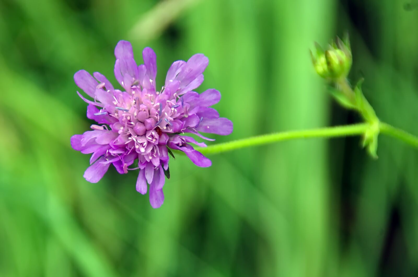 Pentax K-5 sample photo. Field scabious, purple flower photography