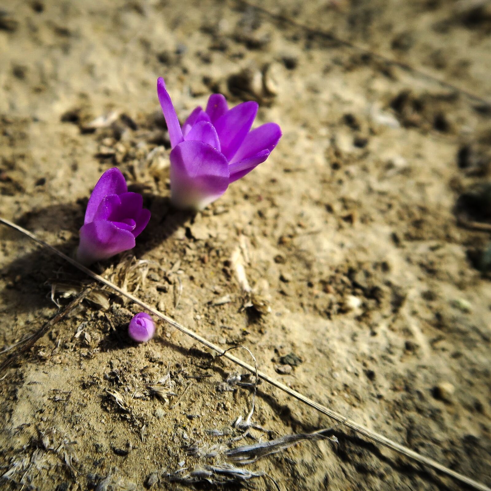 Canon PowerShot G7 X sample photo. Desert, flower, earth photography